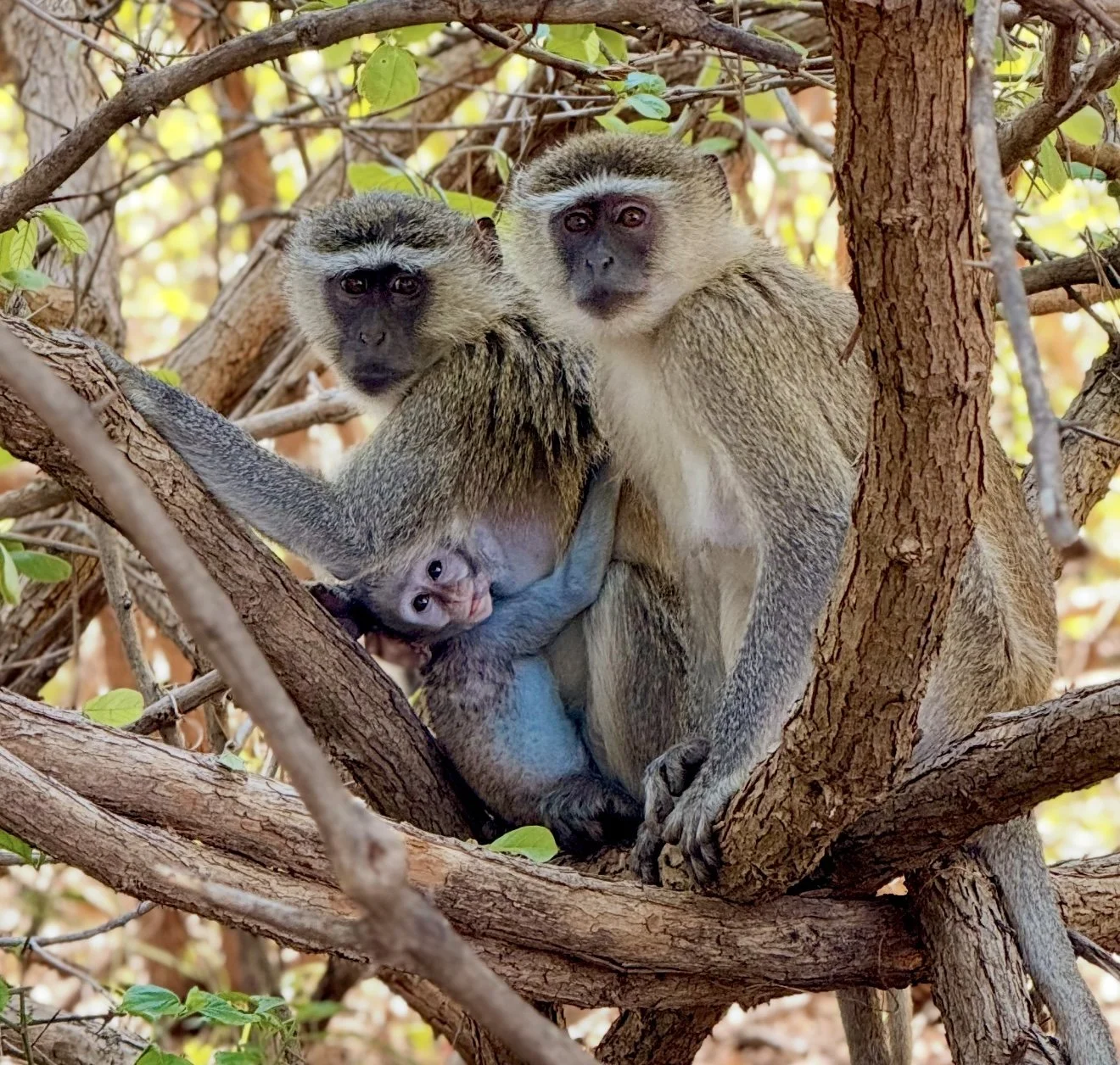Two monkeys sitting on tree branches with a baby monkey hanging upside down between them, surrounded by green leaves and brown tree trunks.