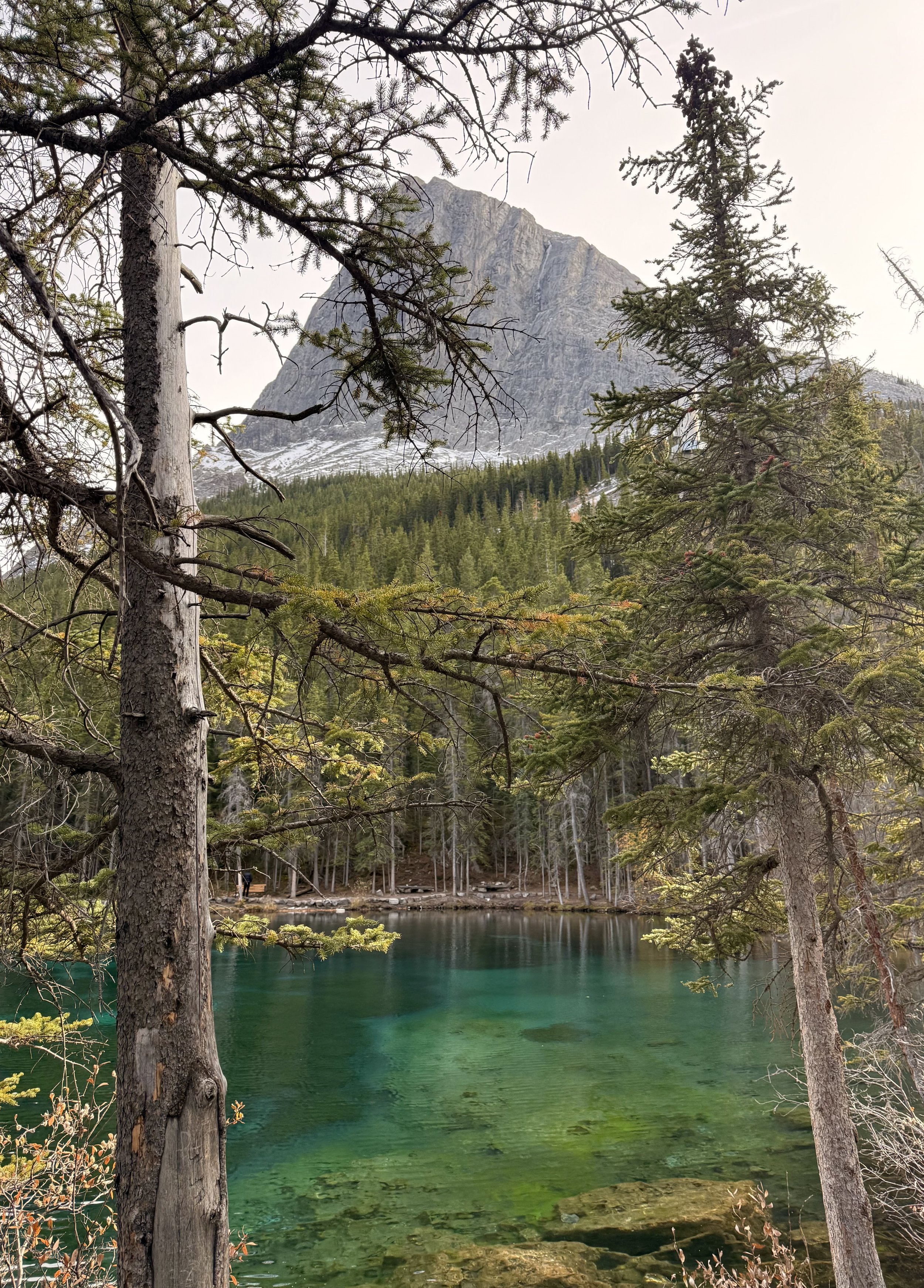 A view of a forested mountain landscape with tall evergreen trees in the foreground, a calm greenish lake at the bottom, and a towering rocky mountain in the background. The scene appears to be in a national park or wilderness area.