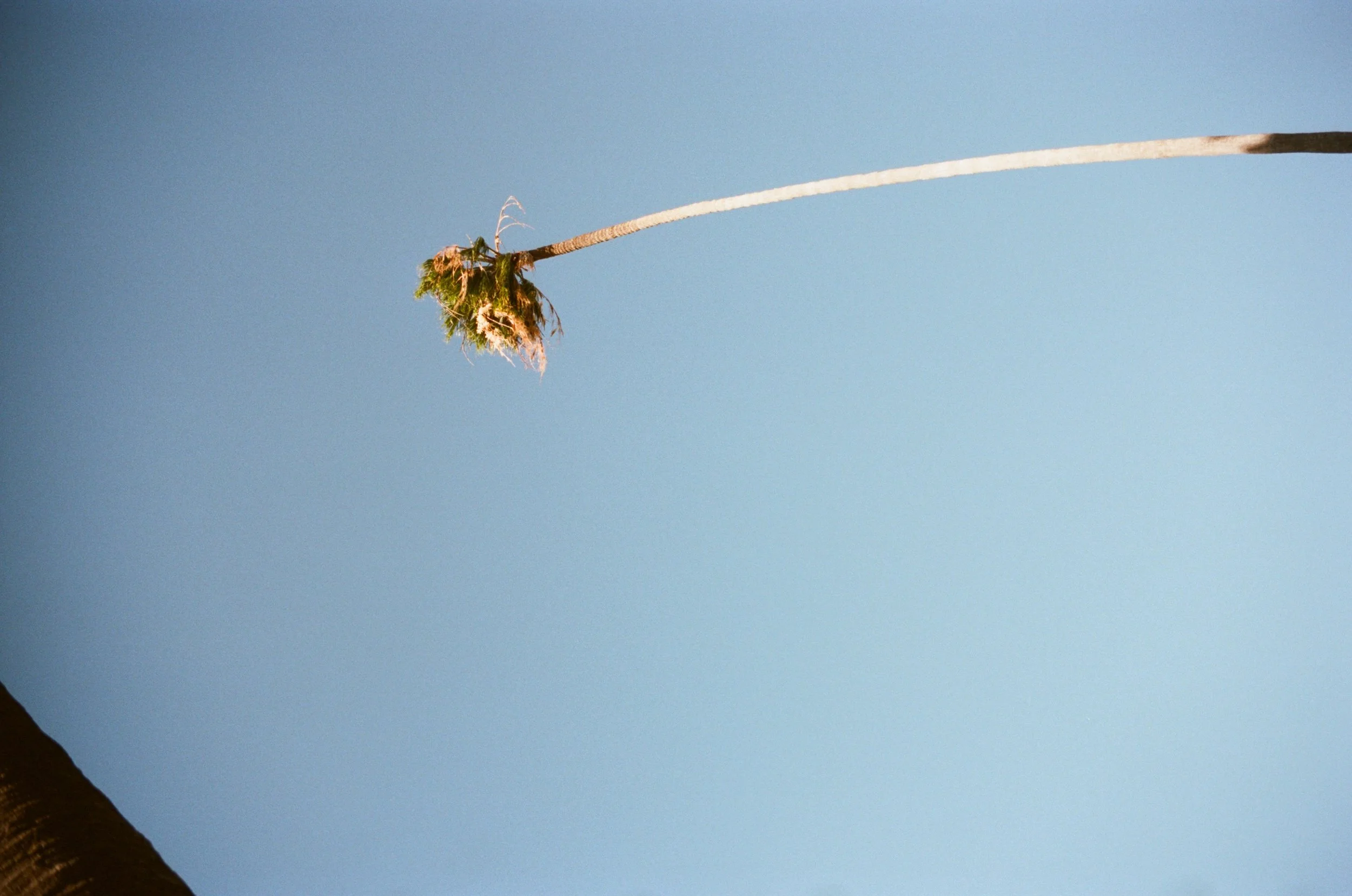 Beverly Hills - Los Angeles, California - March 2026 - sideways palm