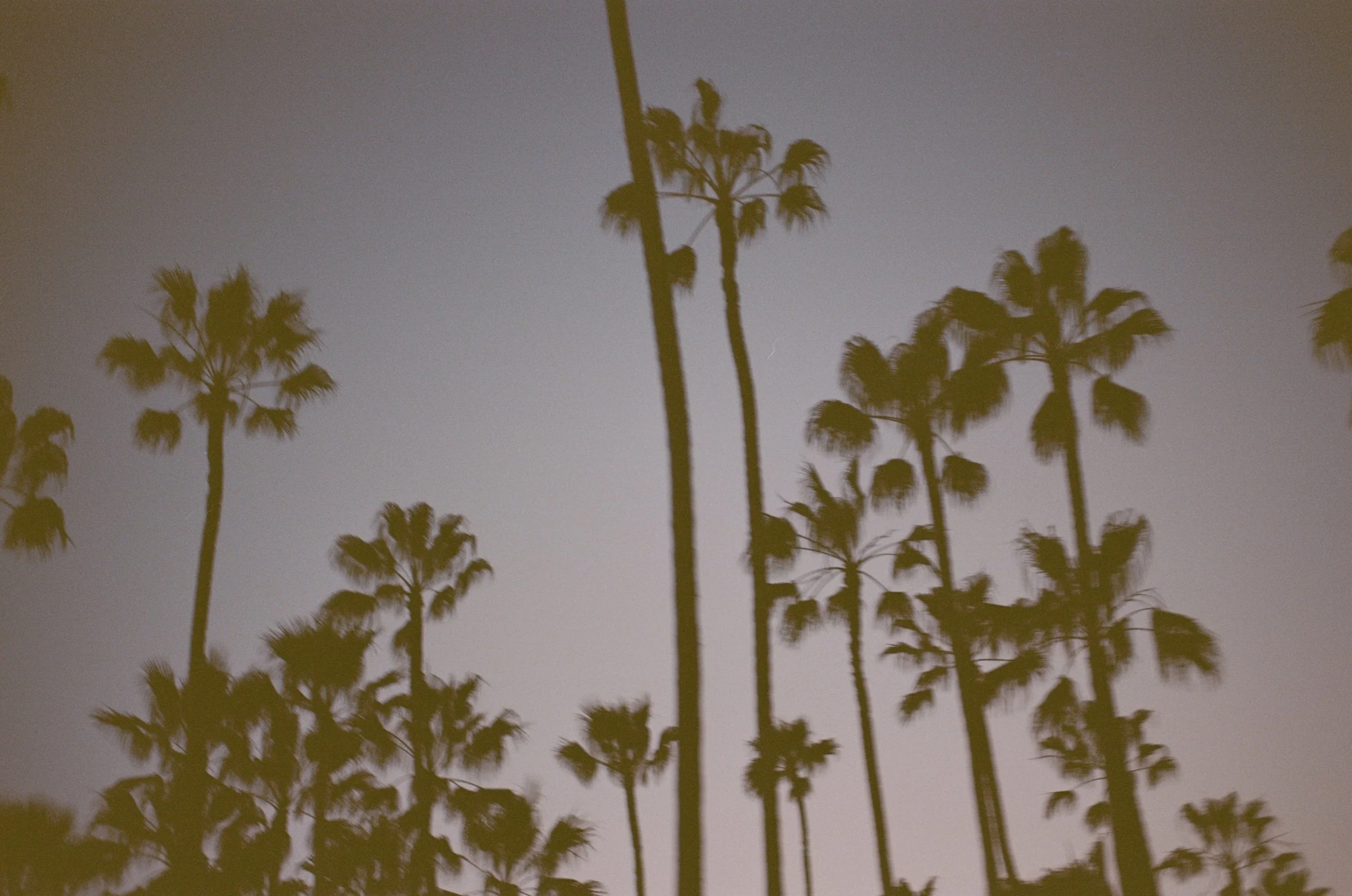 Beverly Hills - Los Angeles, California - February 2026 - palm trees I