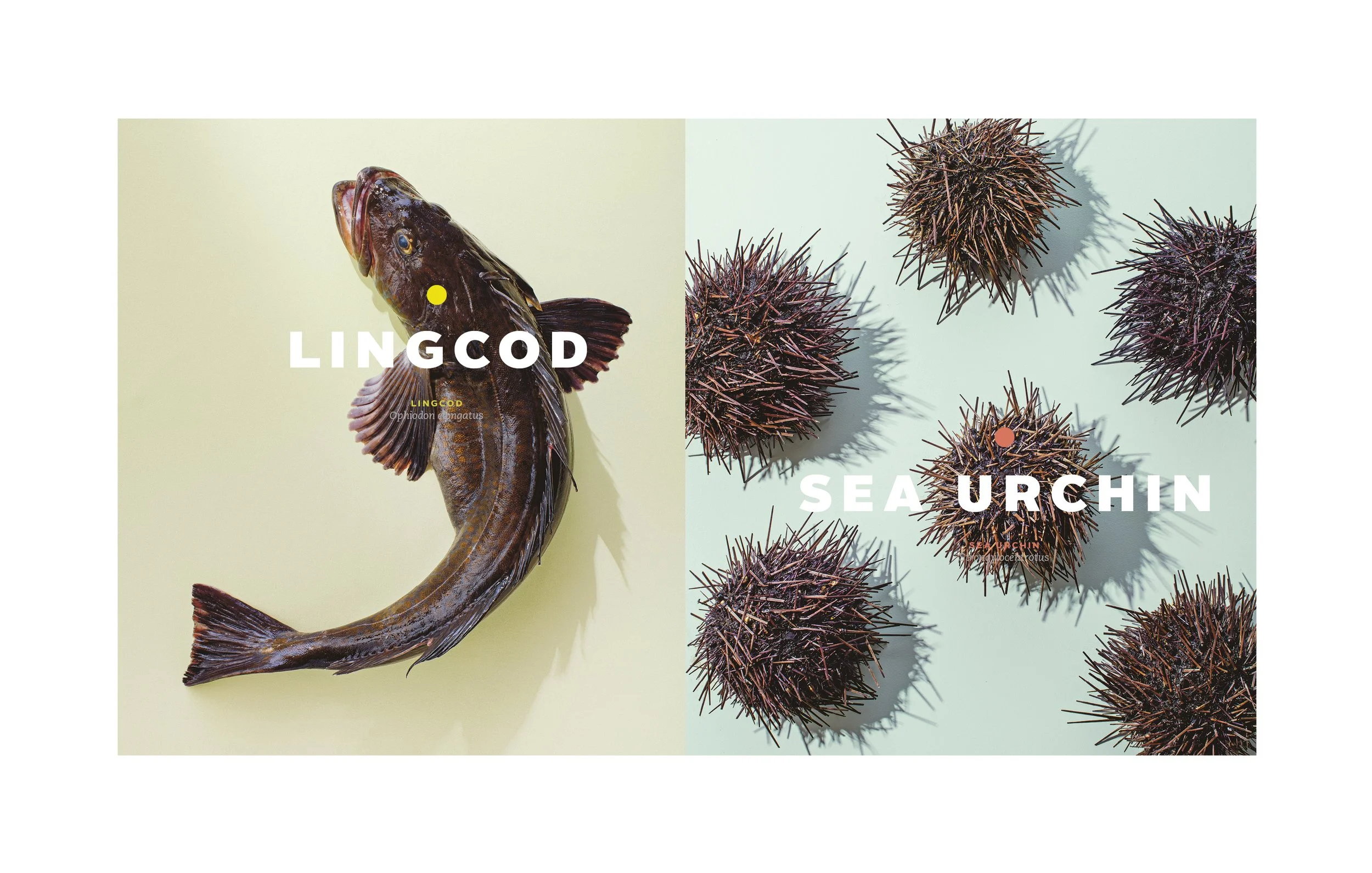 Lure Cookbook Interior Spread