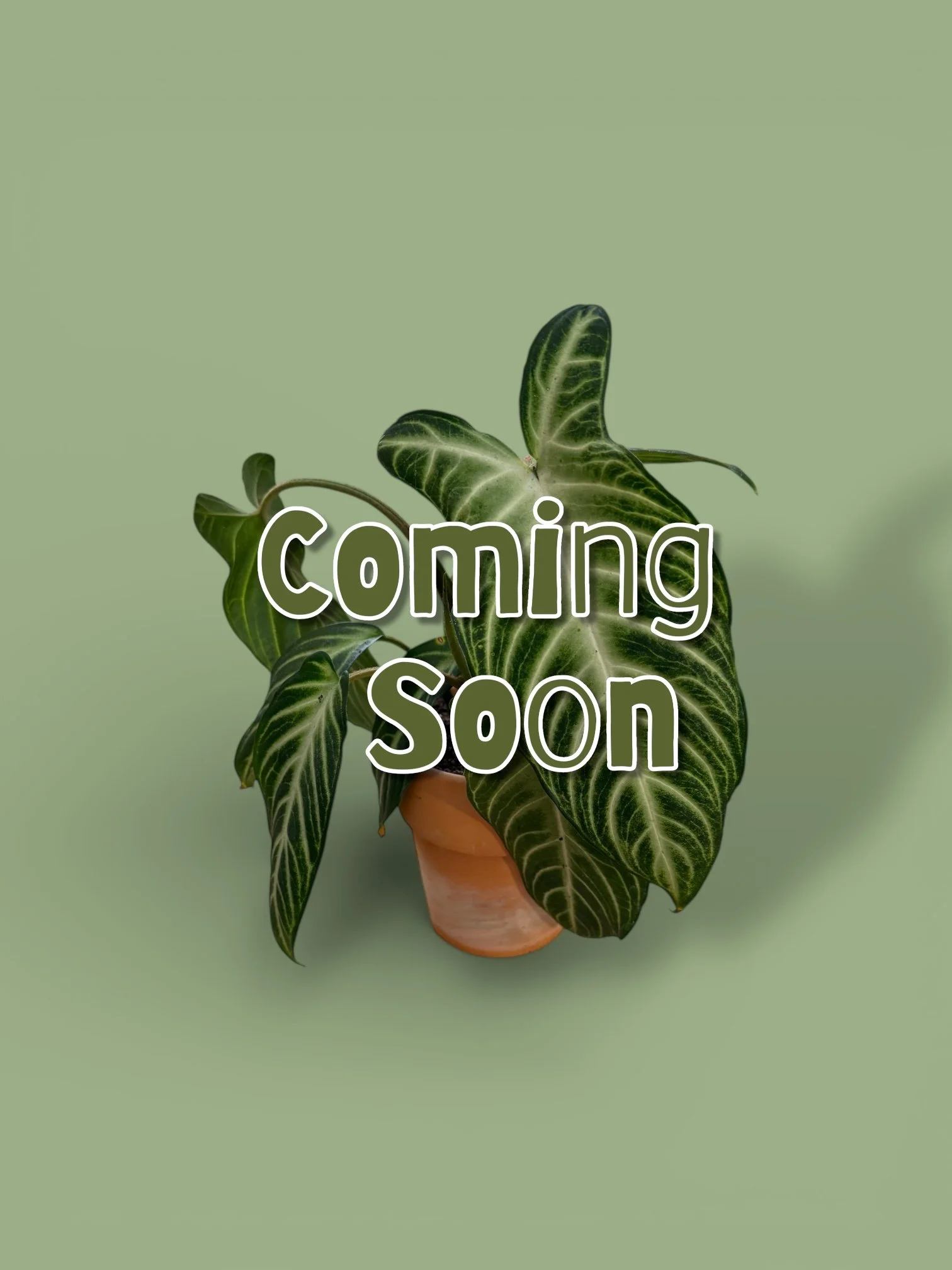 A potted plant with green leaves featuring white veins, held in a hand against a light green background, with the words 'coming soon' overlaid.