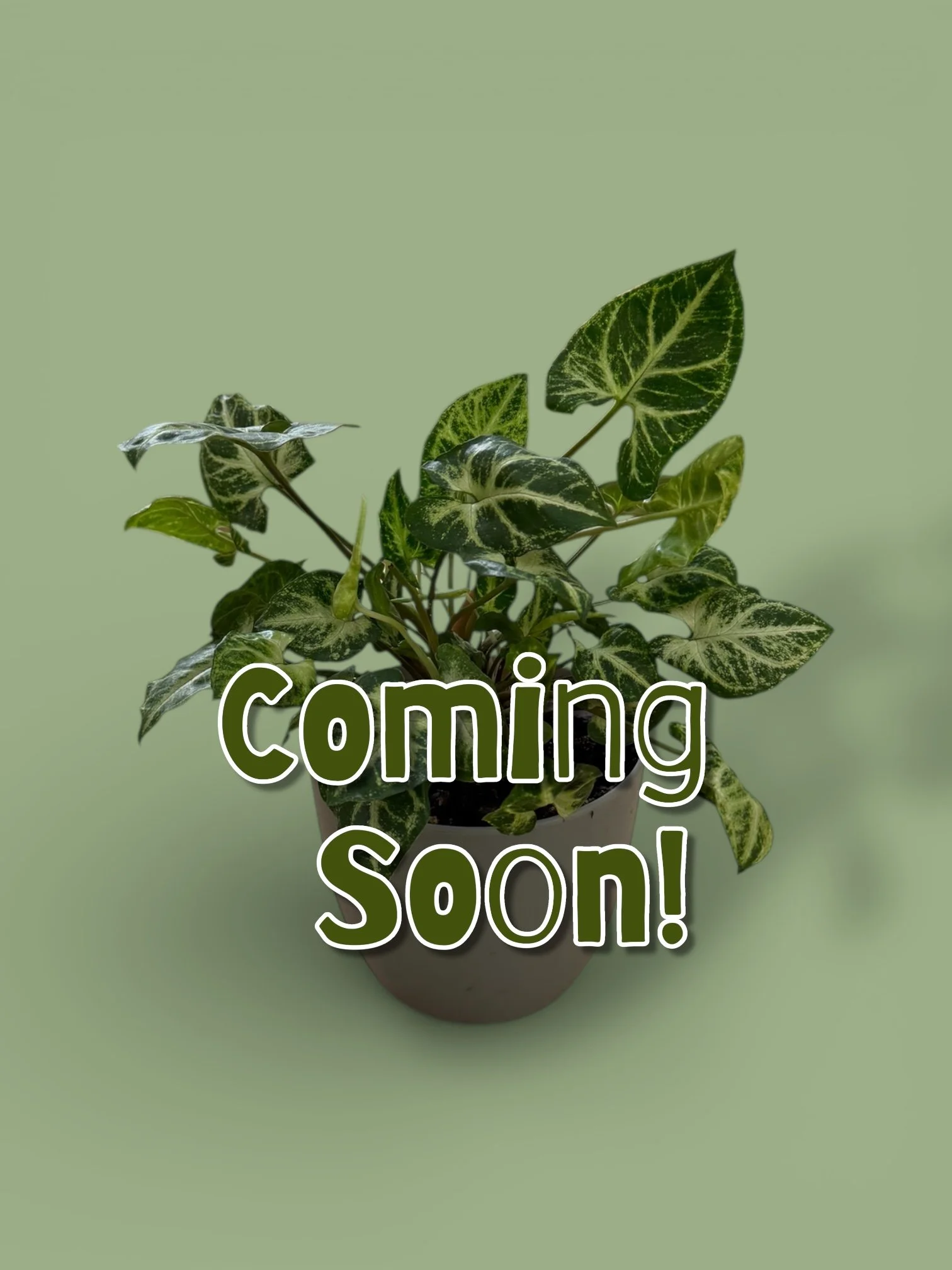 A potted variegated pothos plant with green and yellow leaves against a light green background, with the words "Coming Soon!" overlayed in large, bold, white and dark green text.