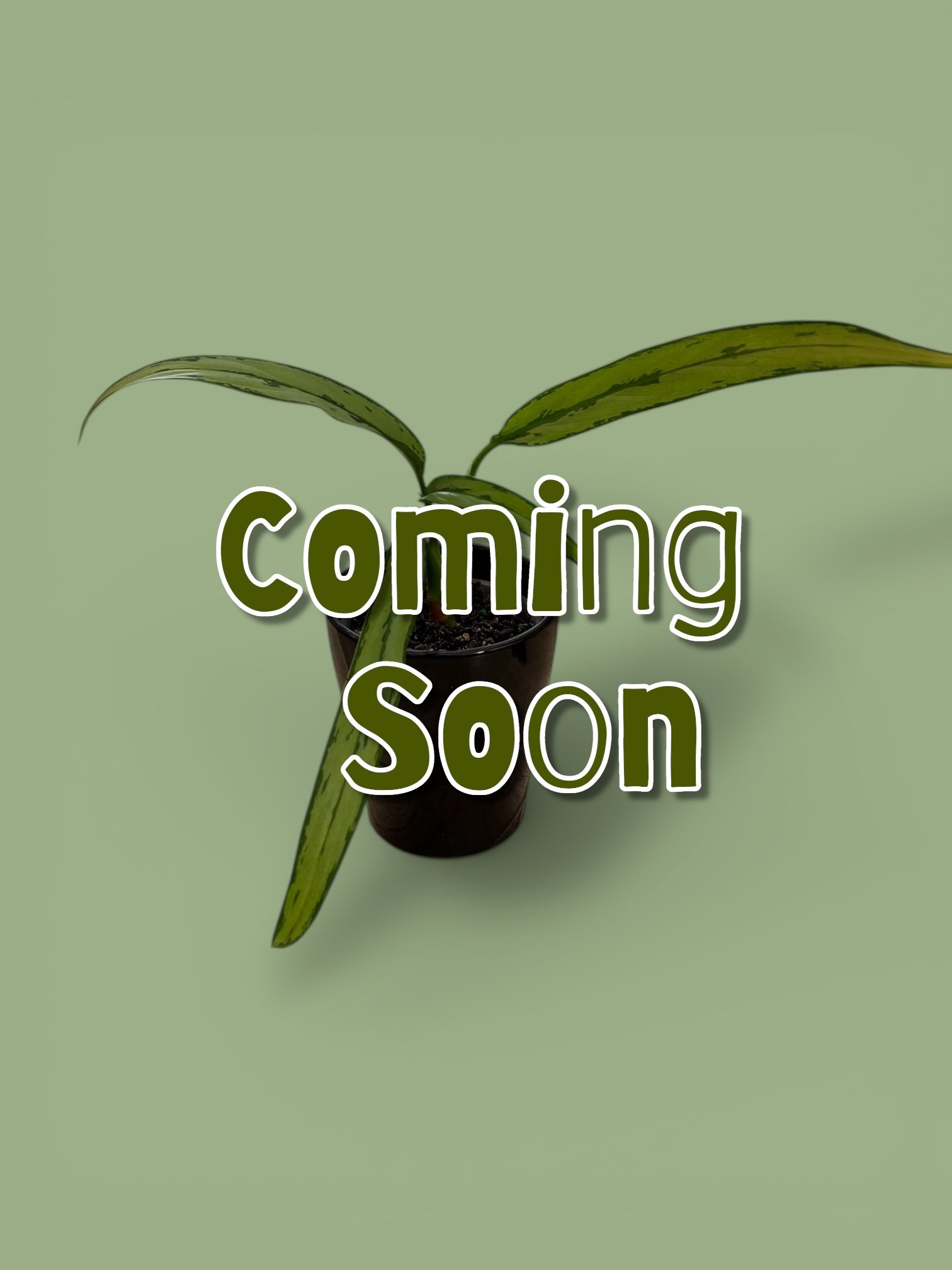 A small potted plant with broad green leaves against a light green background, overlaid with the words "coming soon" in bold, dark green text.