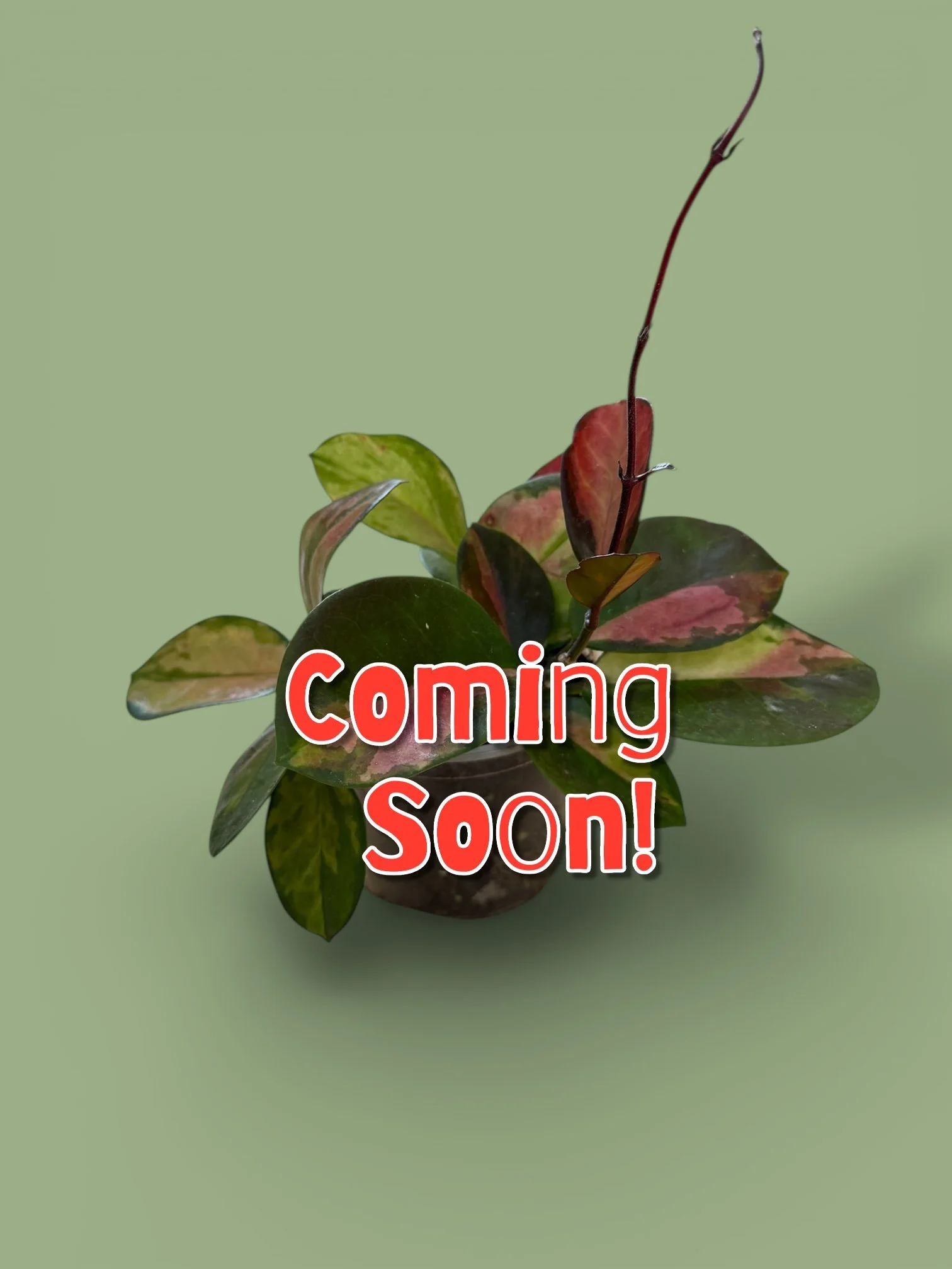 A potted plant with green and reddish leaves against a light green background. Overlaid text says, 'Coming Soon!'