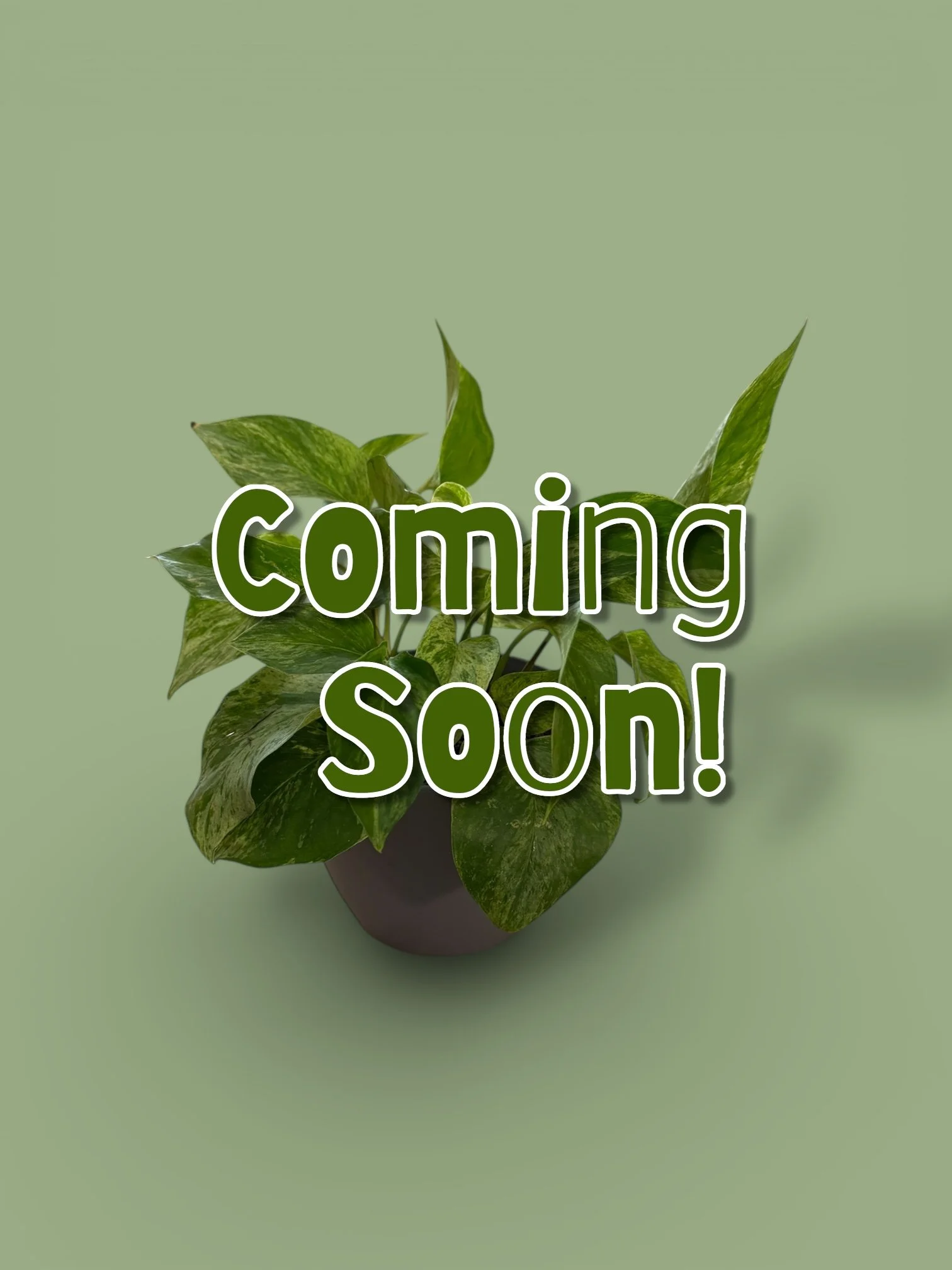 A potted green plant with variegated leaves on a green background, overlaid with the words 'Coming Soon!' in bold, outlined font.