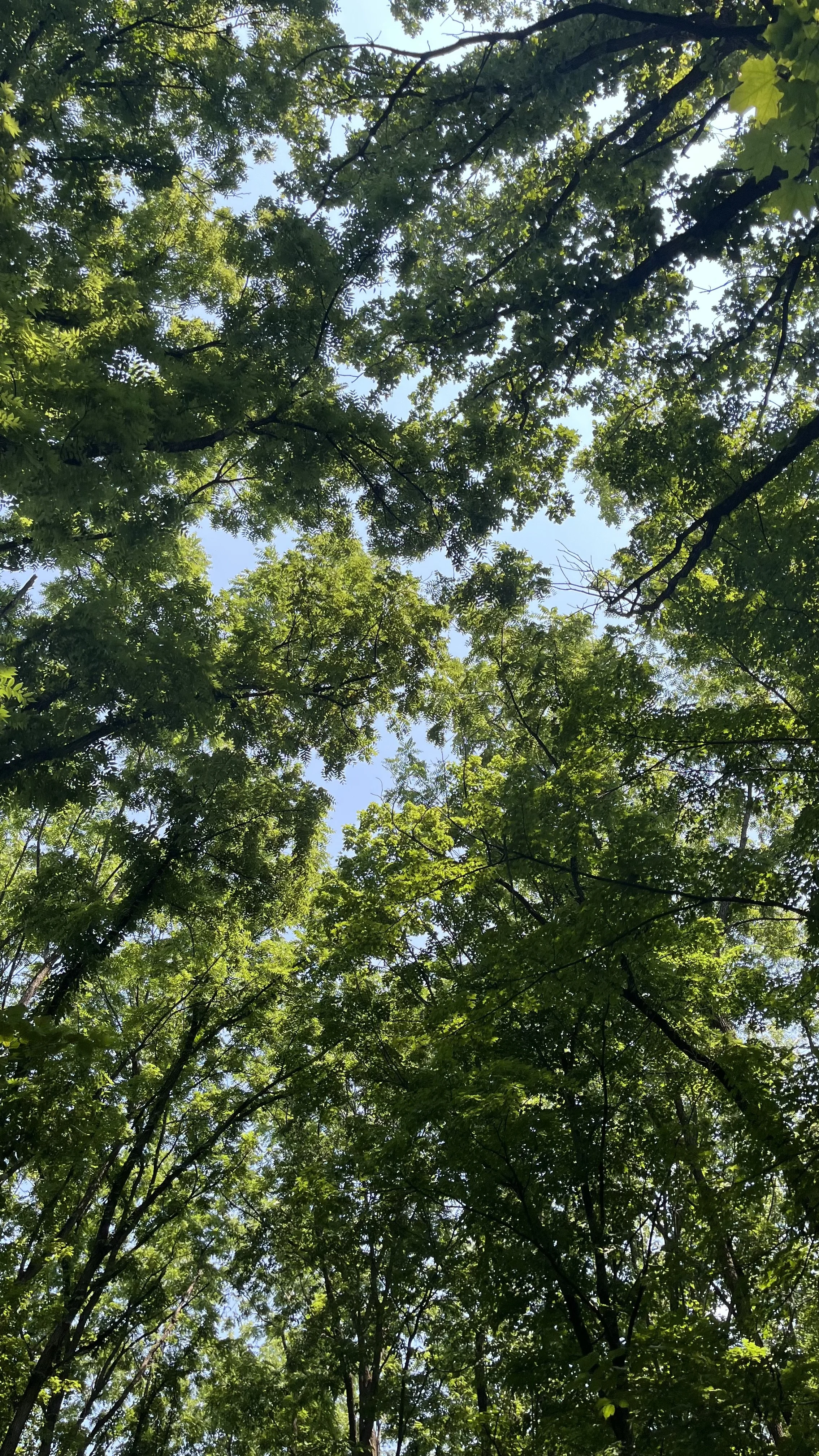 My “Why?” For This Blog