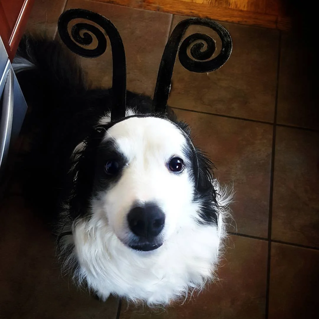 panda bee.jpg