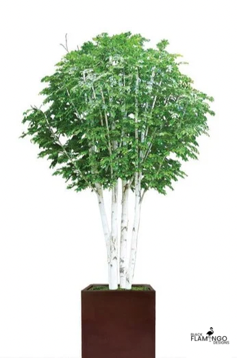 Artificial Birch Indoor Tree