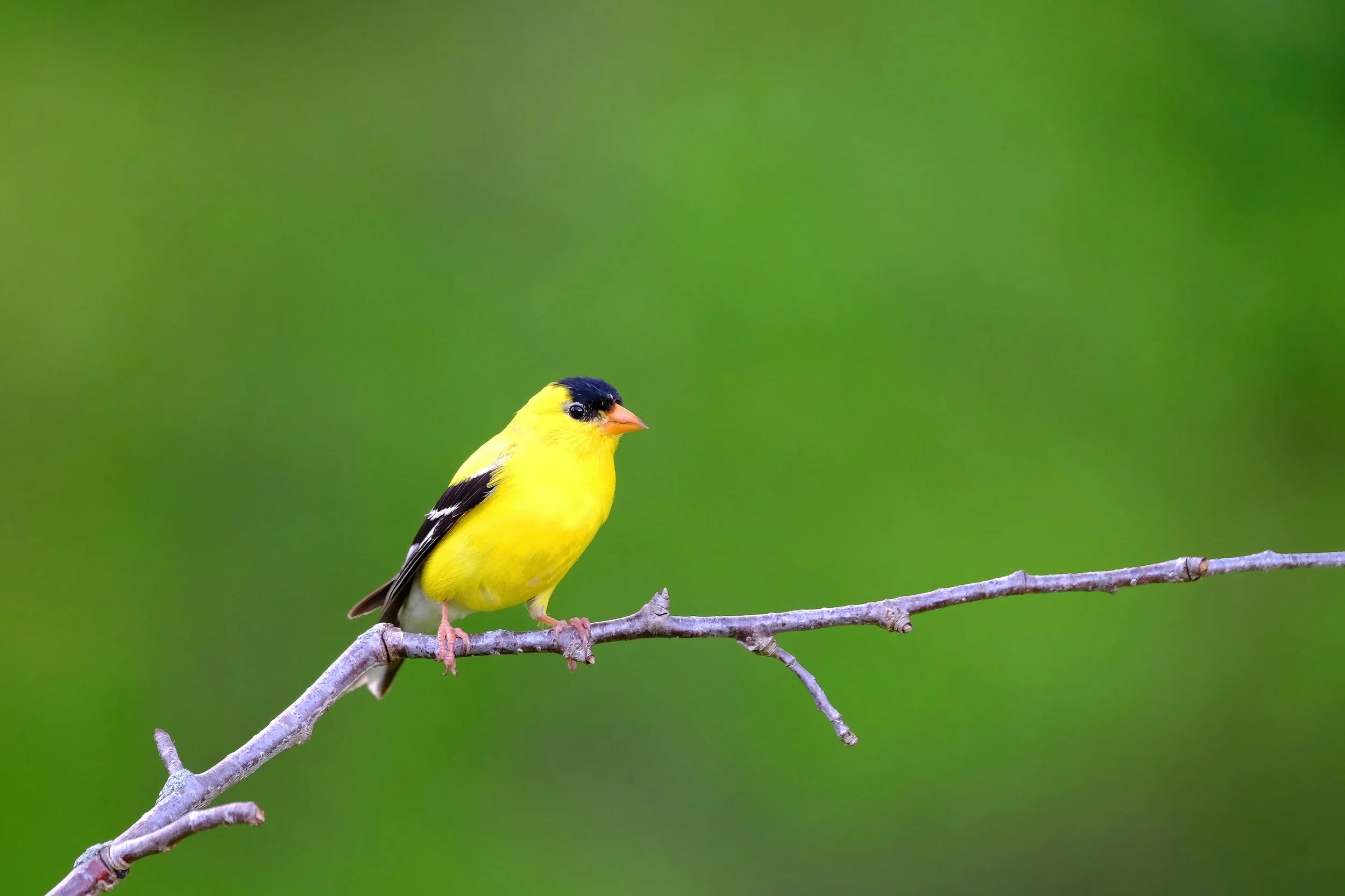 DSCF9395.jpg