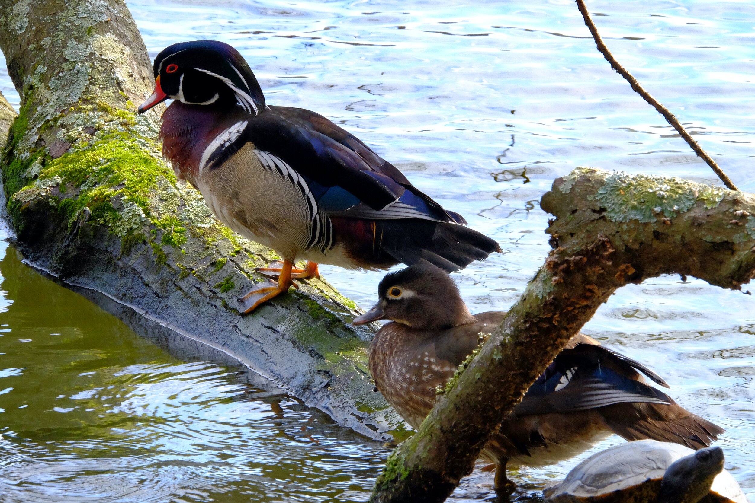 DSCF6482.JPG