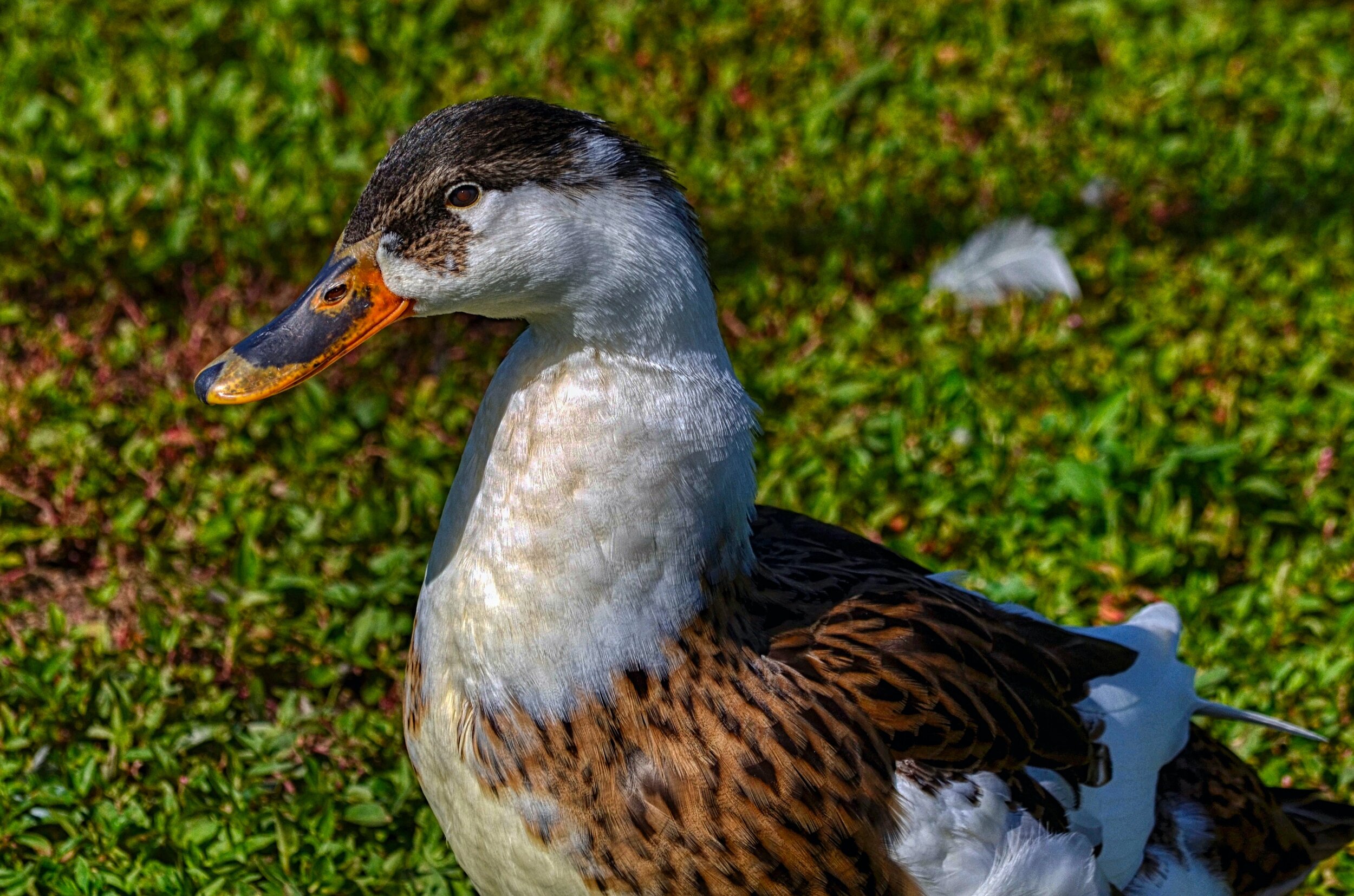 dsc_0110-1.jpeg