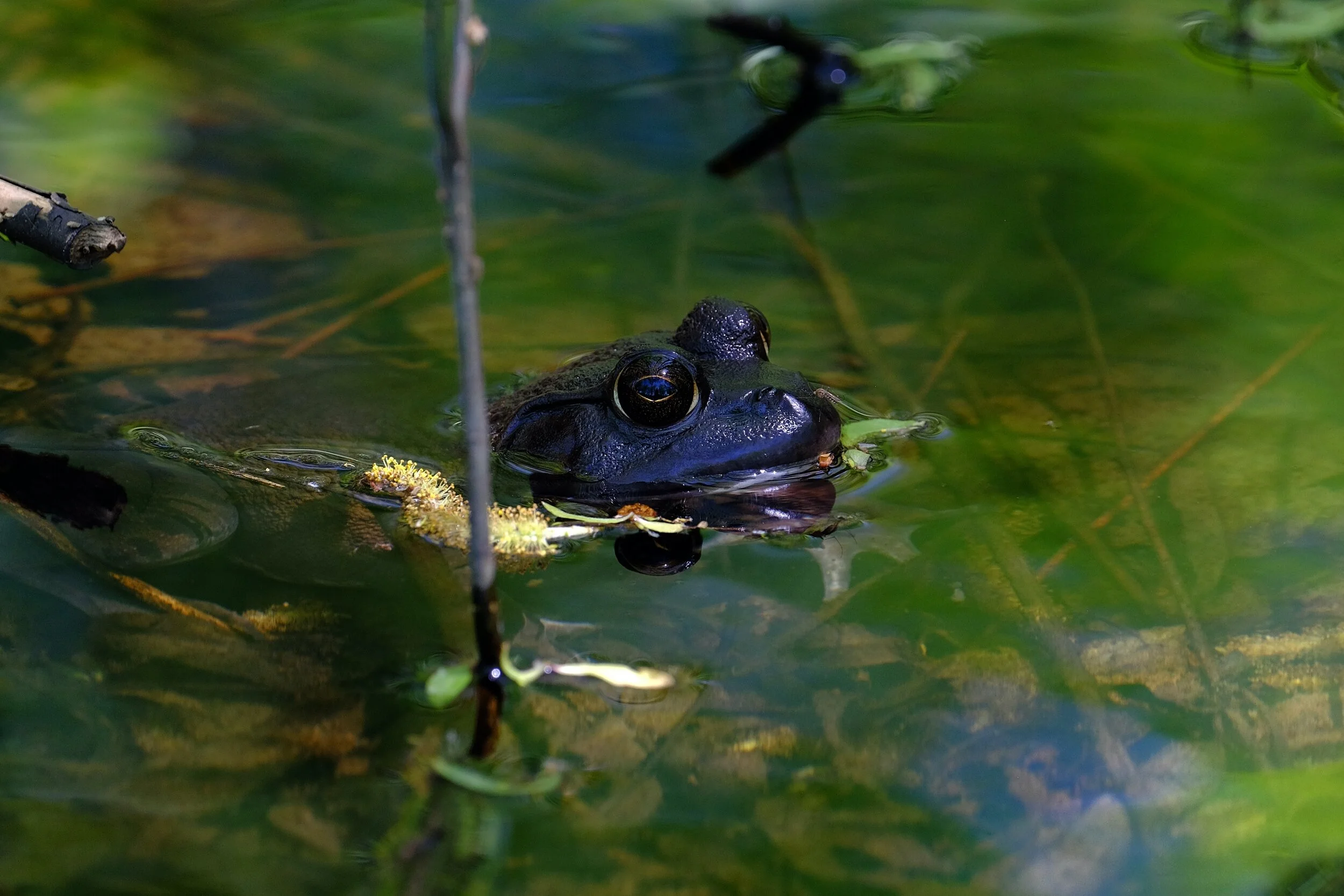 DSCF6754.jpg