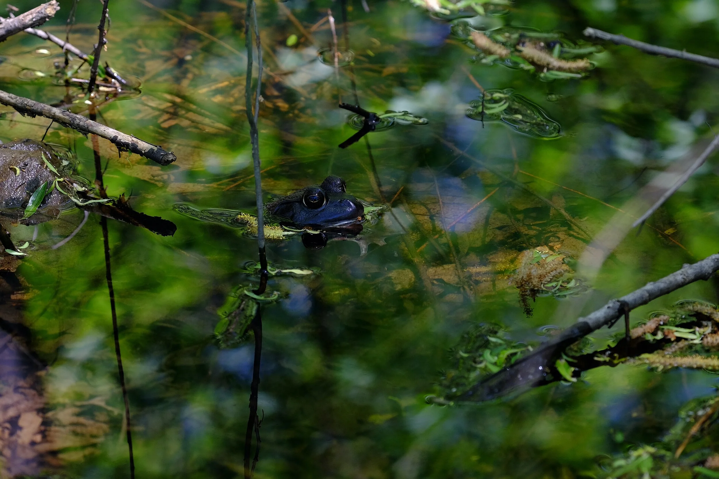 DSCF6750.jpg