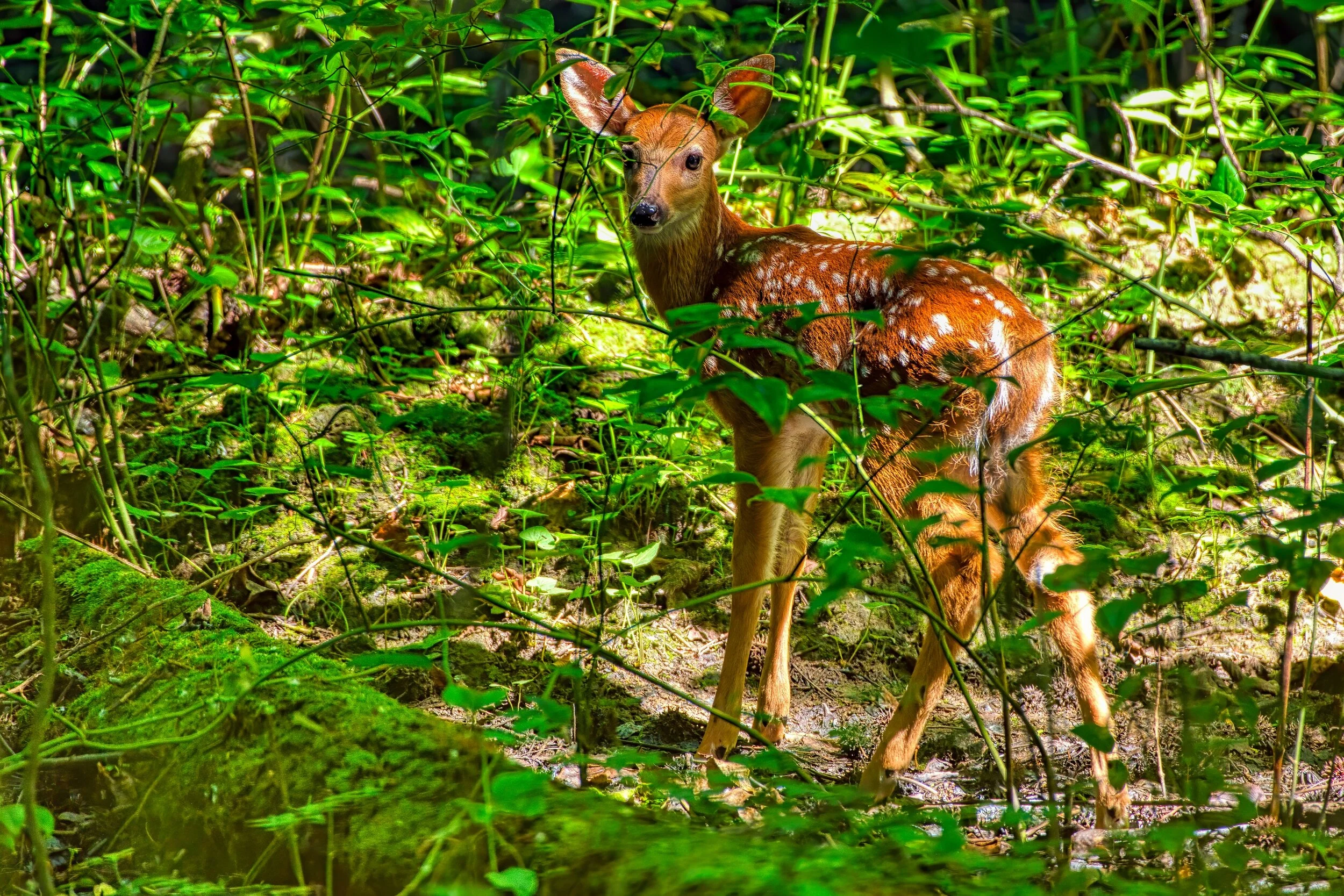 Nature and Wildlife