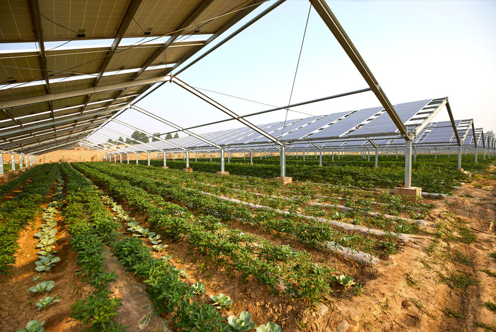 Agricultural field with solar panels and rows of crops growing in the soil.
