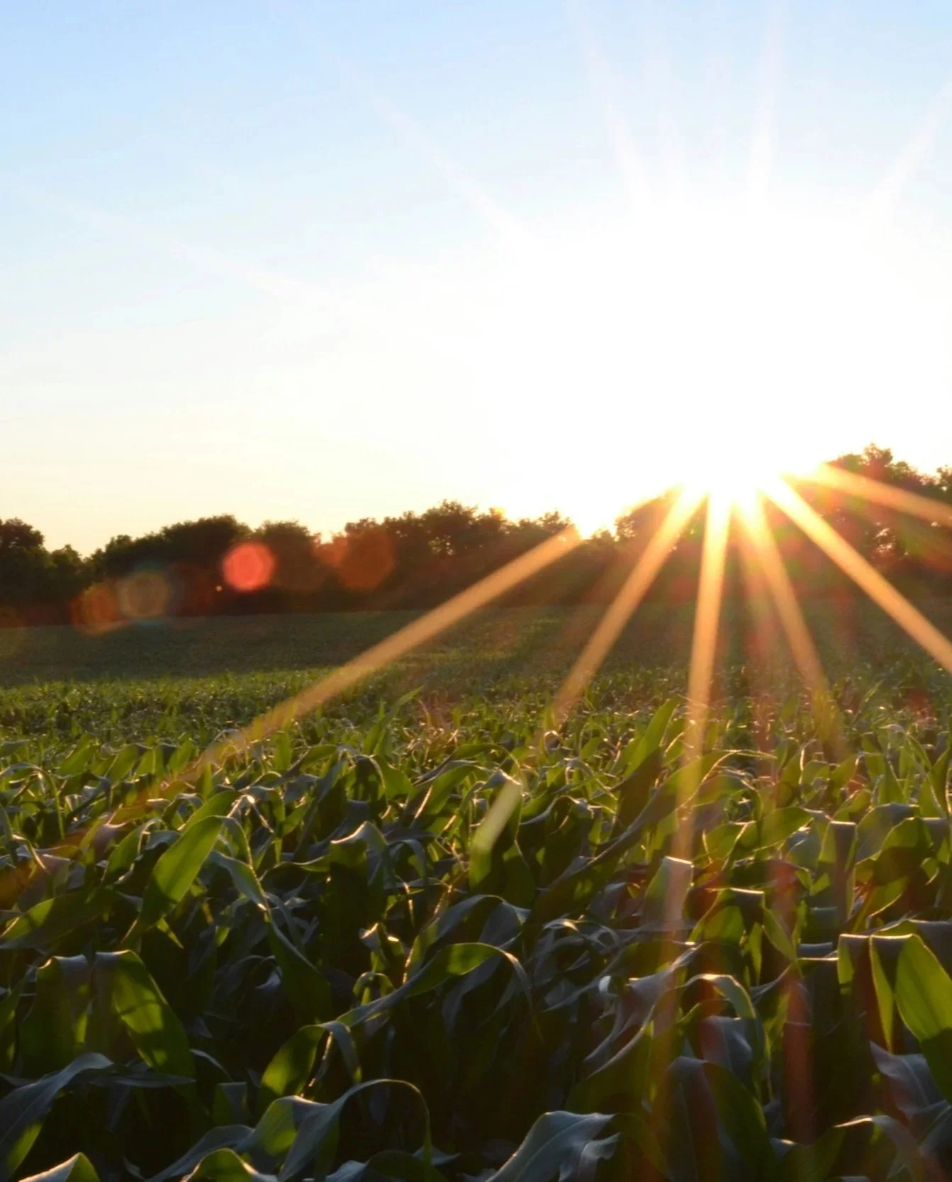 A field of green crops with the sun setting behind trees on the horizon, creating a radiant glow and lens flare.