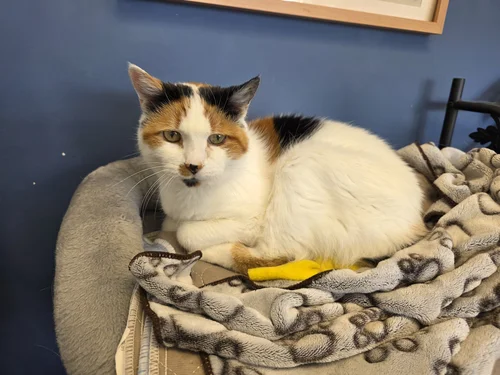 Princess Whyspurr, resident cat at Big Creek Veterinary Hospital in Delhi, Ontario