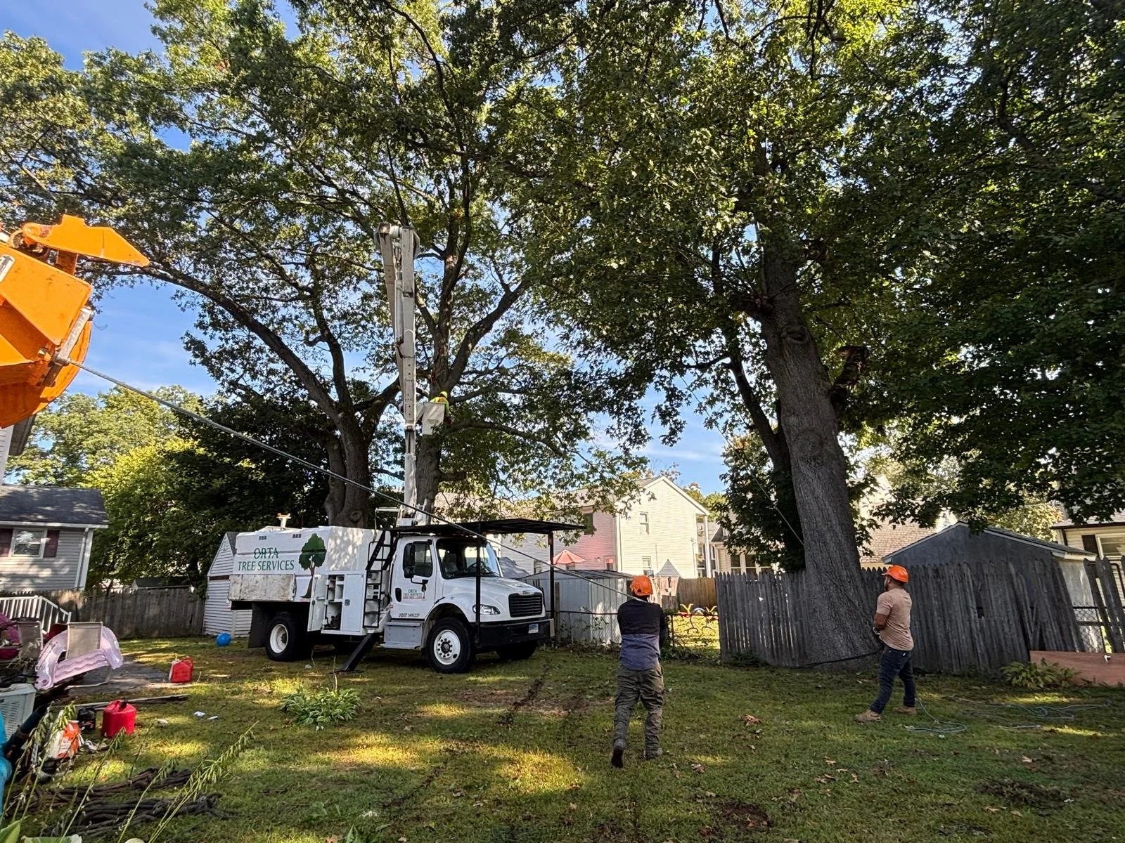 Tree removing