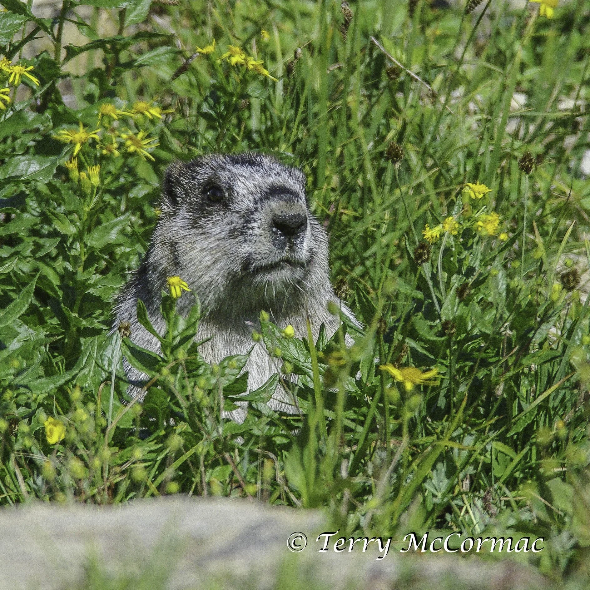 Hoary Marmot, Glacier National Park