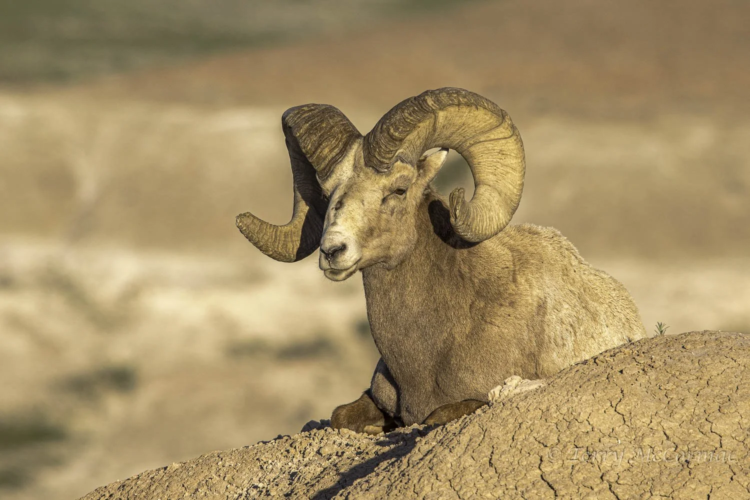Bighorn Ram, Yellowstone National Park