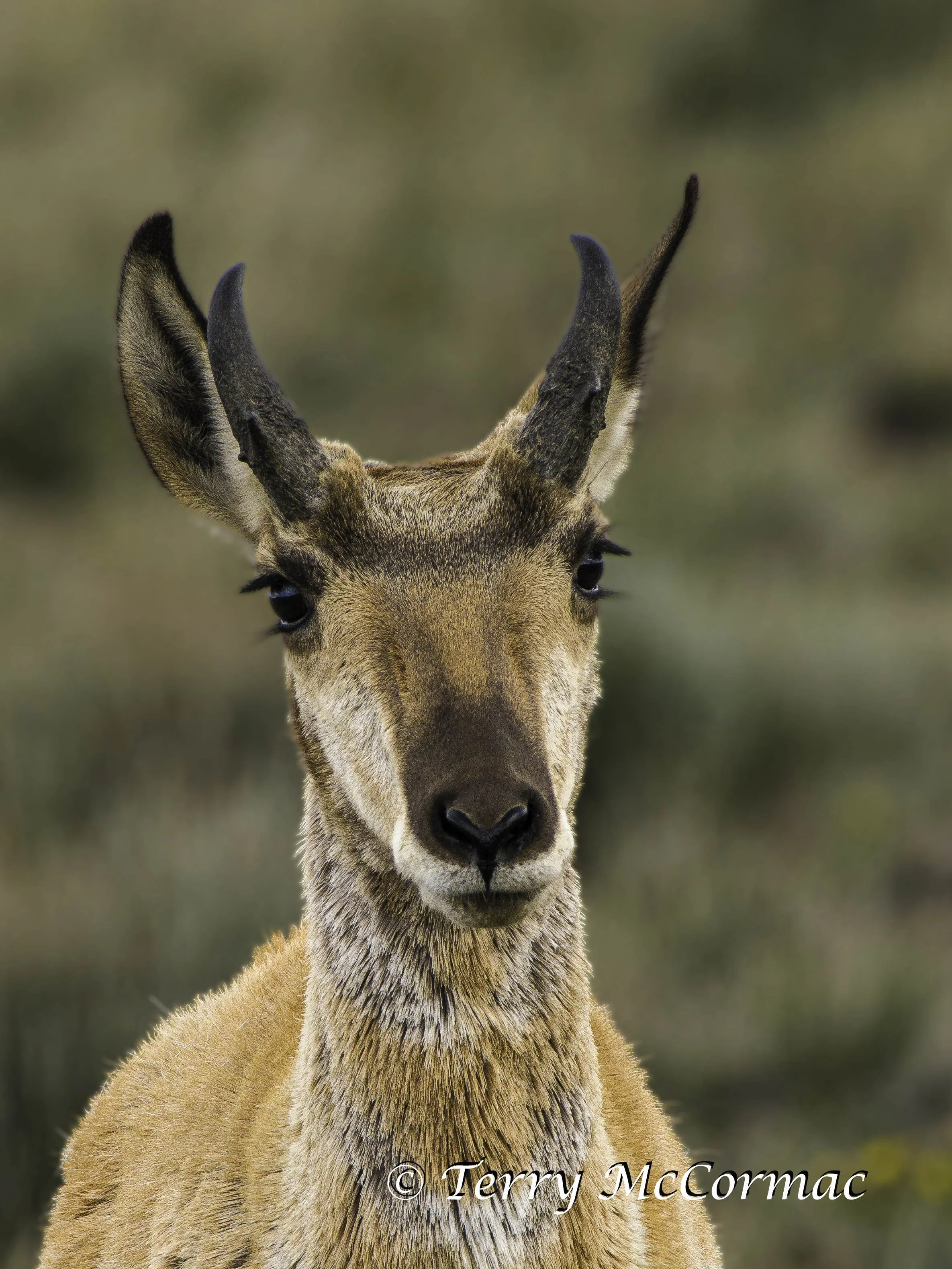 Pronghorn, Hart Mount National Antelope Refuge, OR