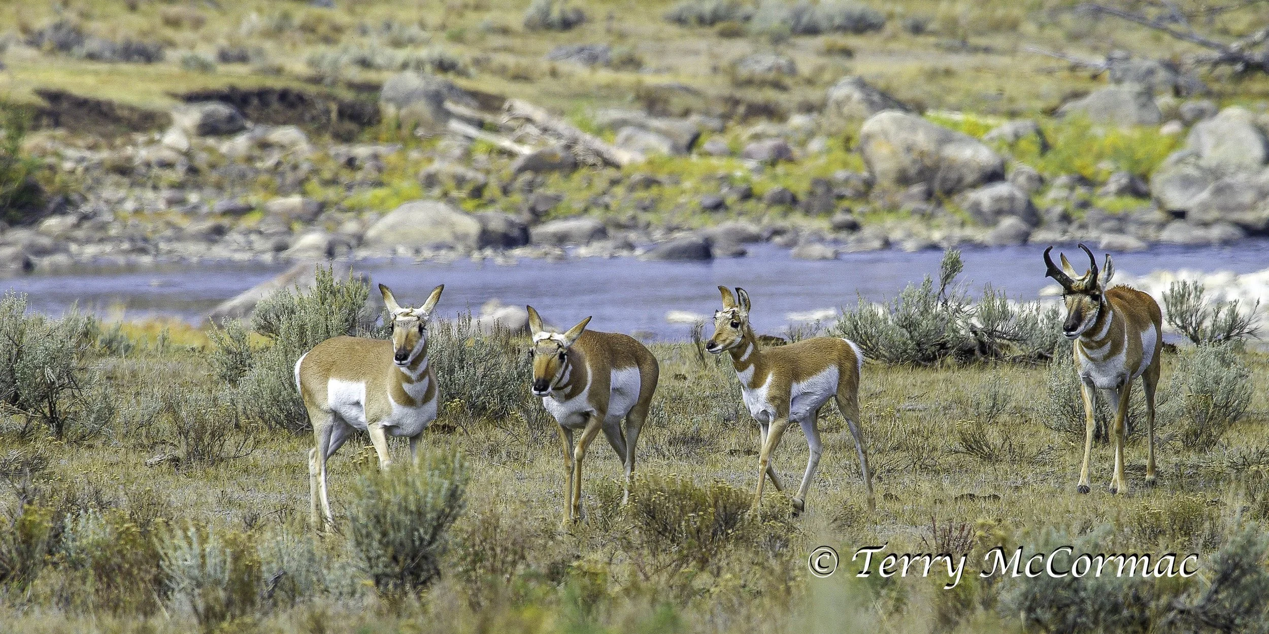 Pronghorn Antelope, Yellowstone National Park, WY