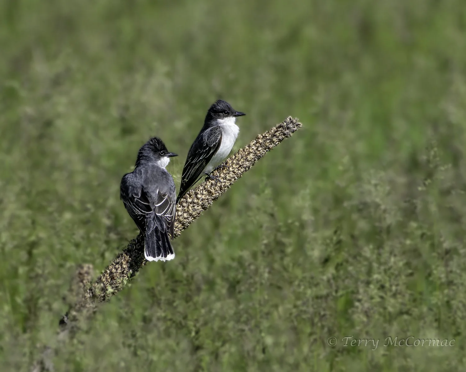 Eastern Kingbird  Kootenai NWR, Idaho