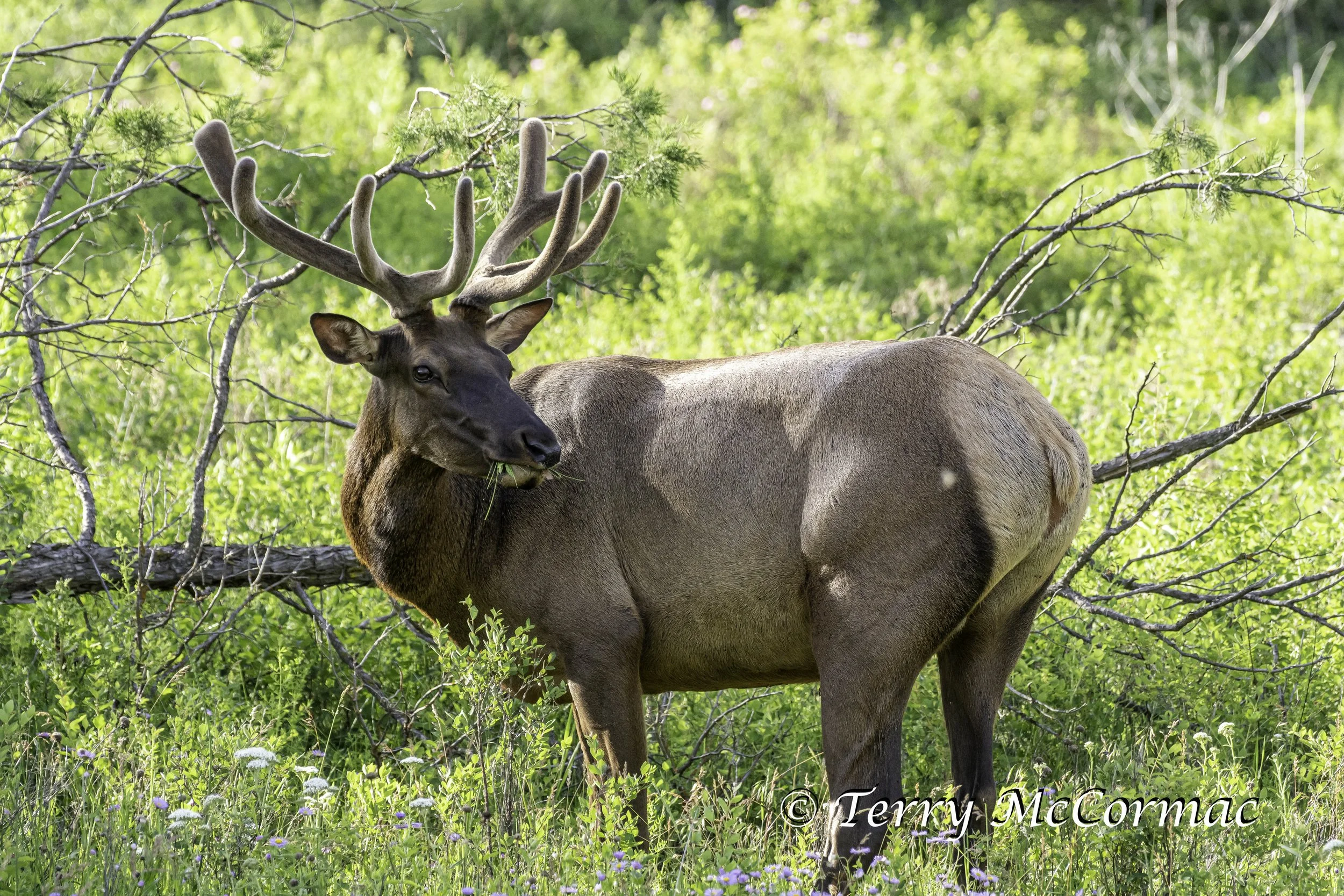 Bull Elk The Bison Range, Montana, Spring