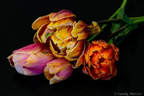 tulips