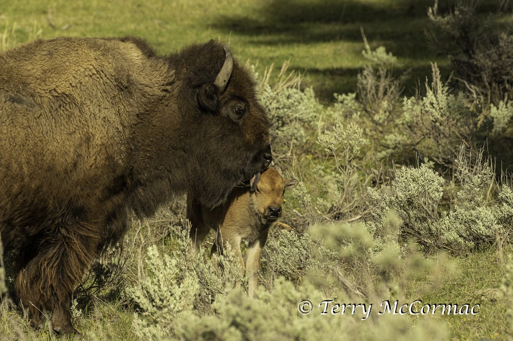 Bison bonding, Yellowstone National Park, WY