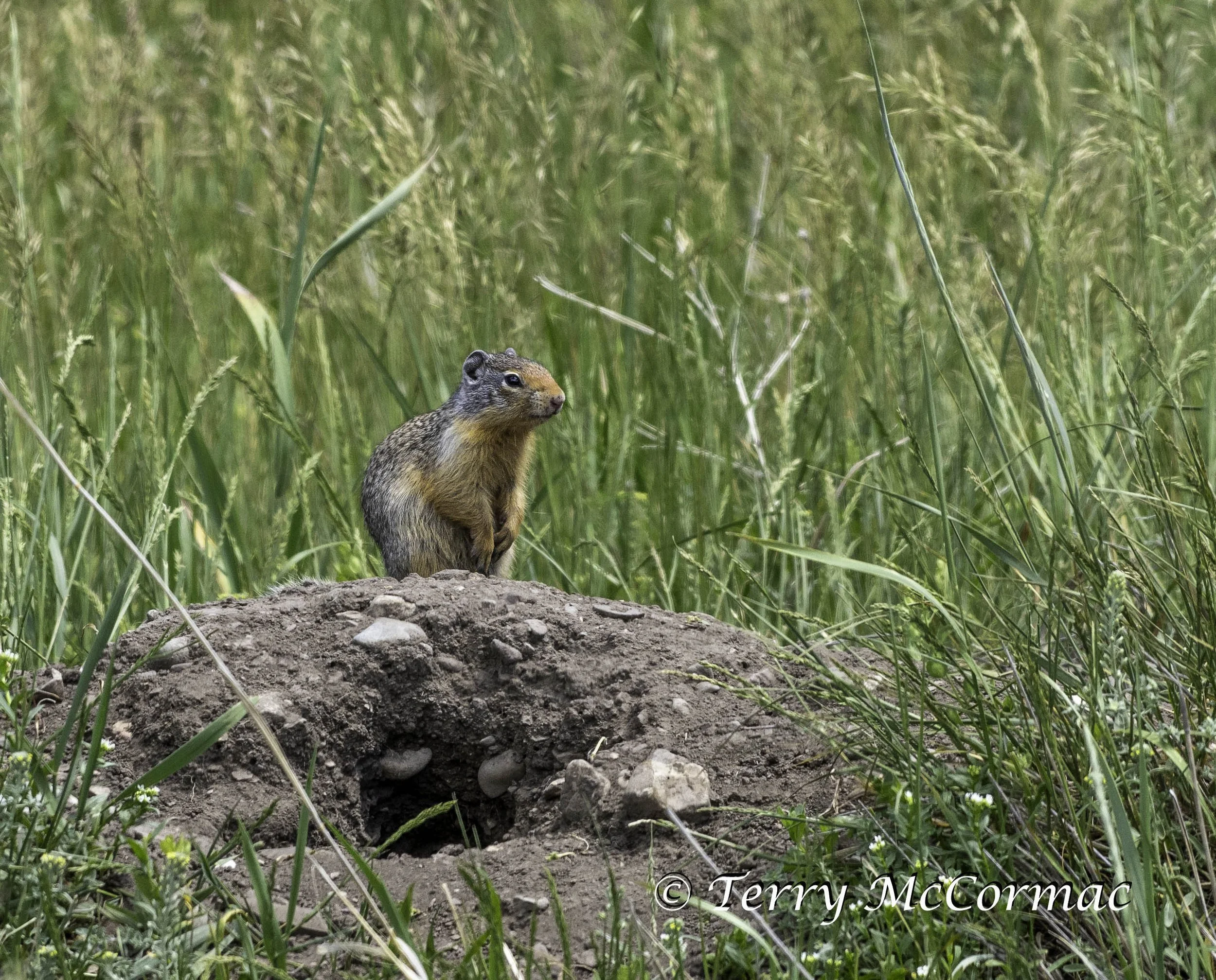 Columbian Ground Squirrel  Glacier National Park, MT