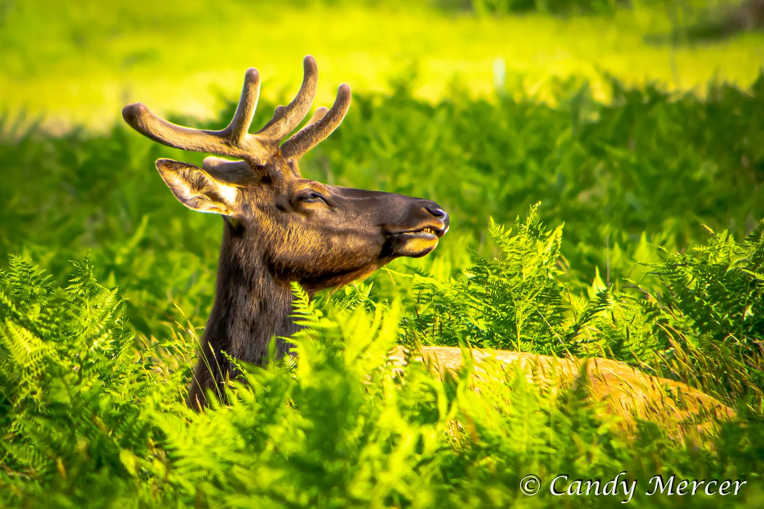 Redwood N.P., California