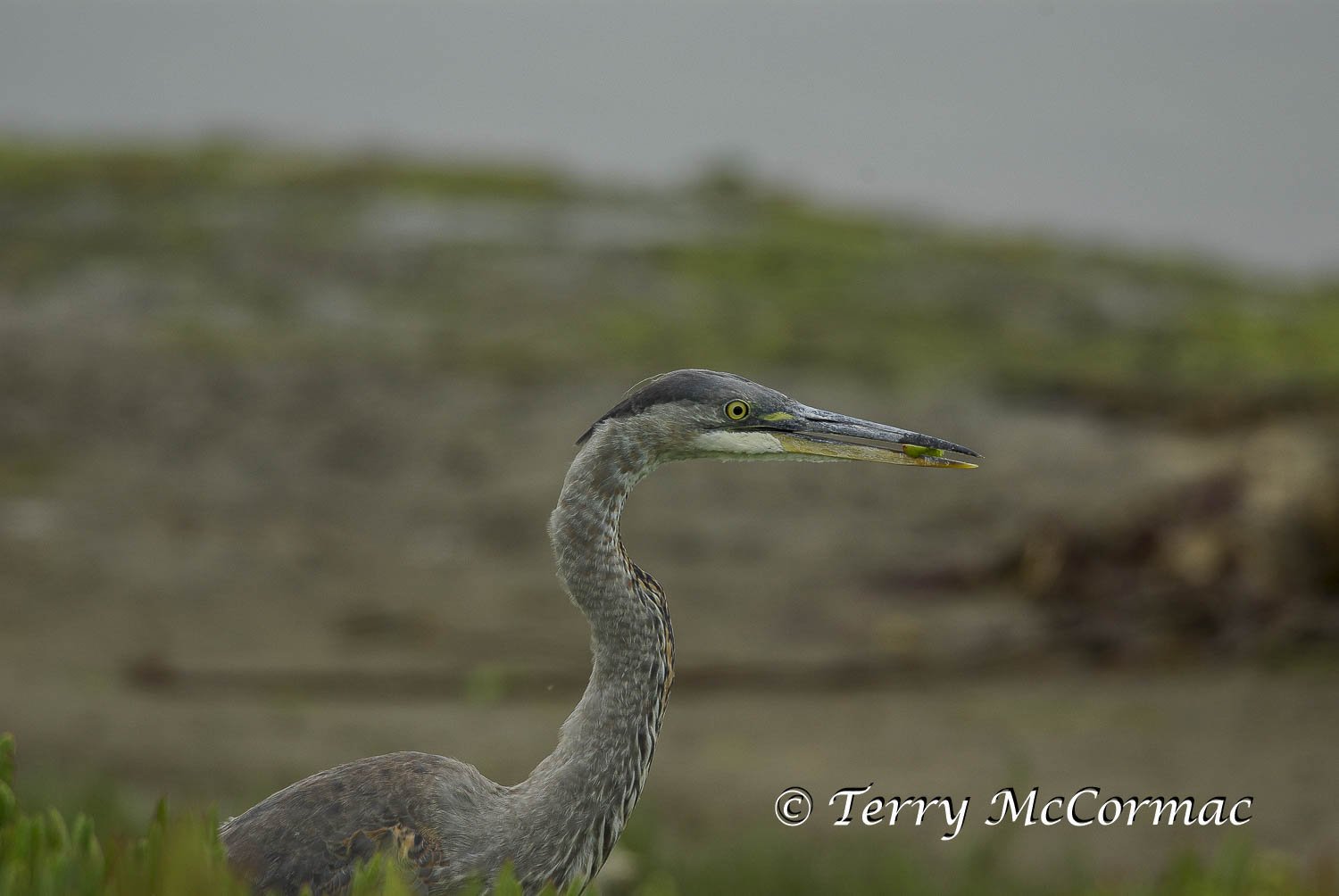 Great Blue Heron, Moss Landing CA