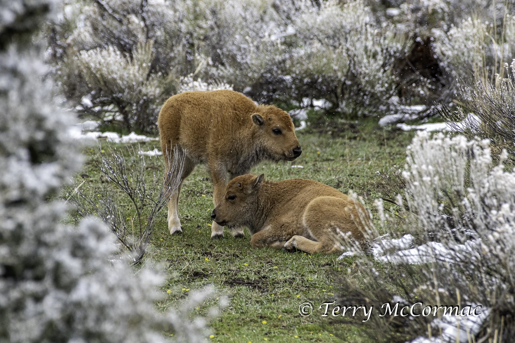 Bison calves Yellowstone National Park, WY