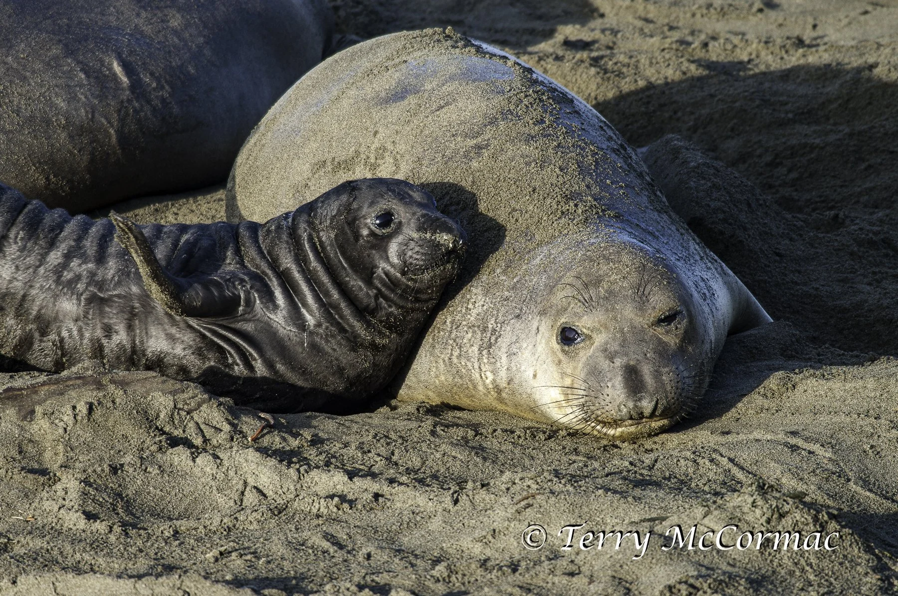 Female Northern Elephant Seal with young, Piedras Blancas, CA