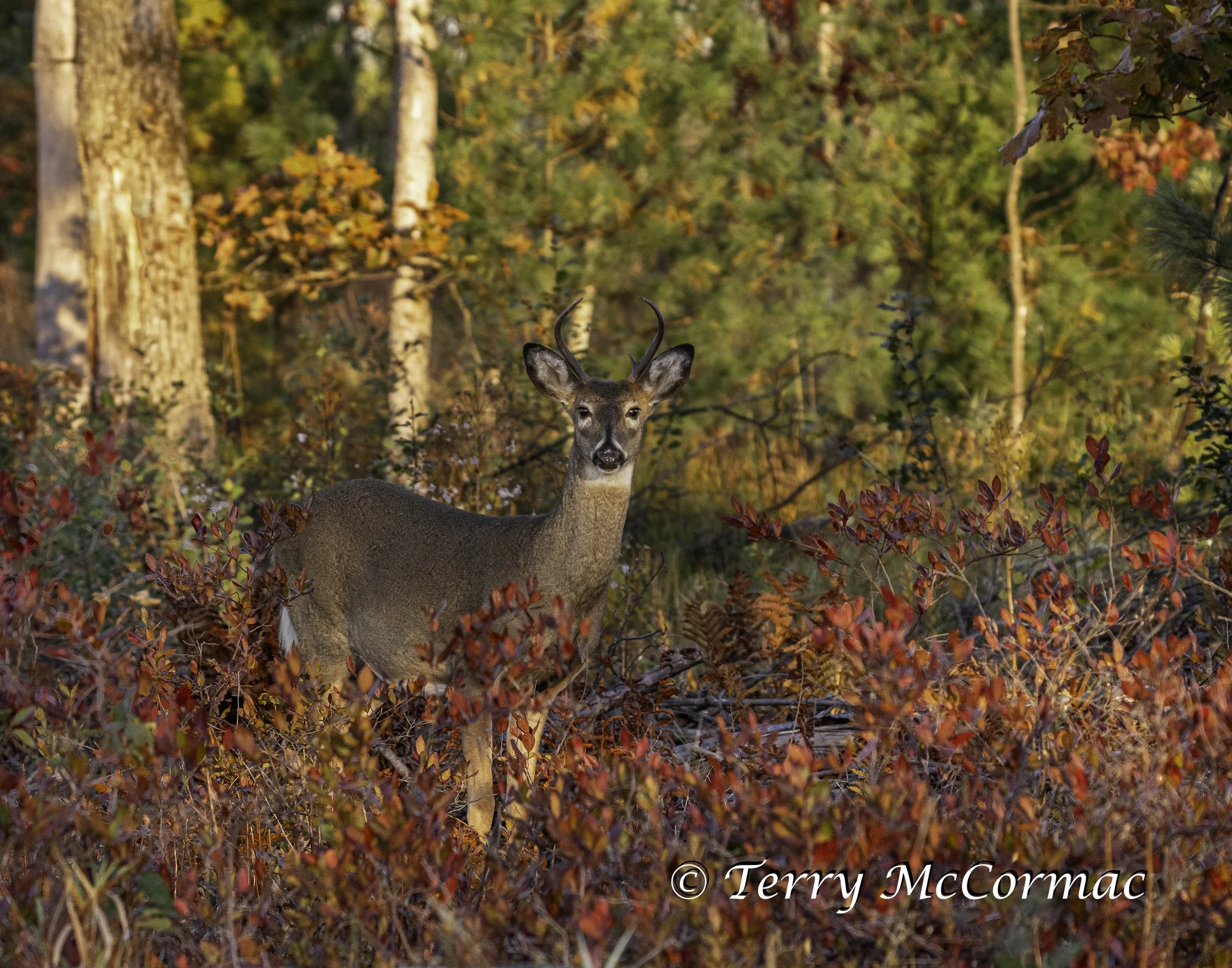 White-Tailed Deer  Necedah National Wildlife Refuge, WI