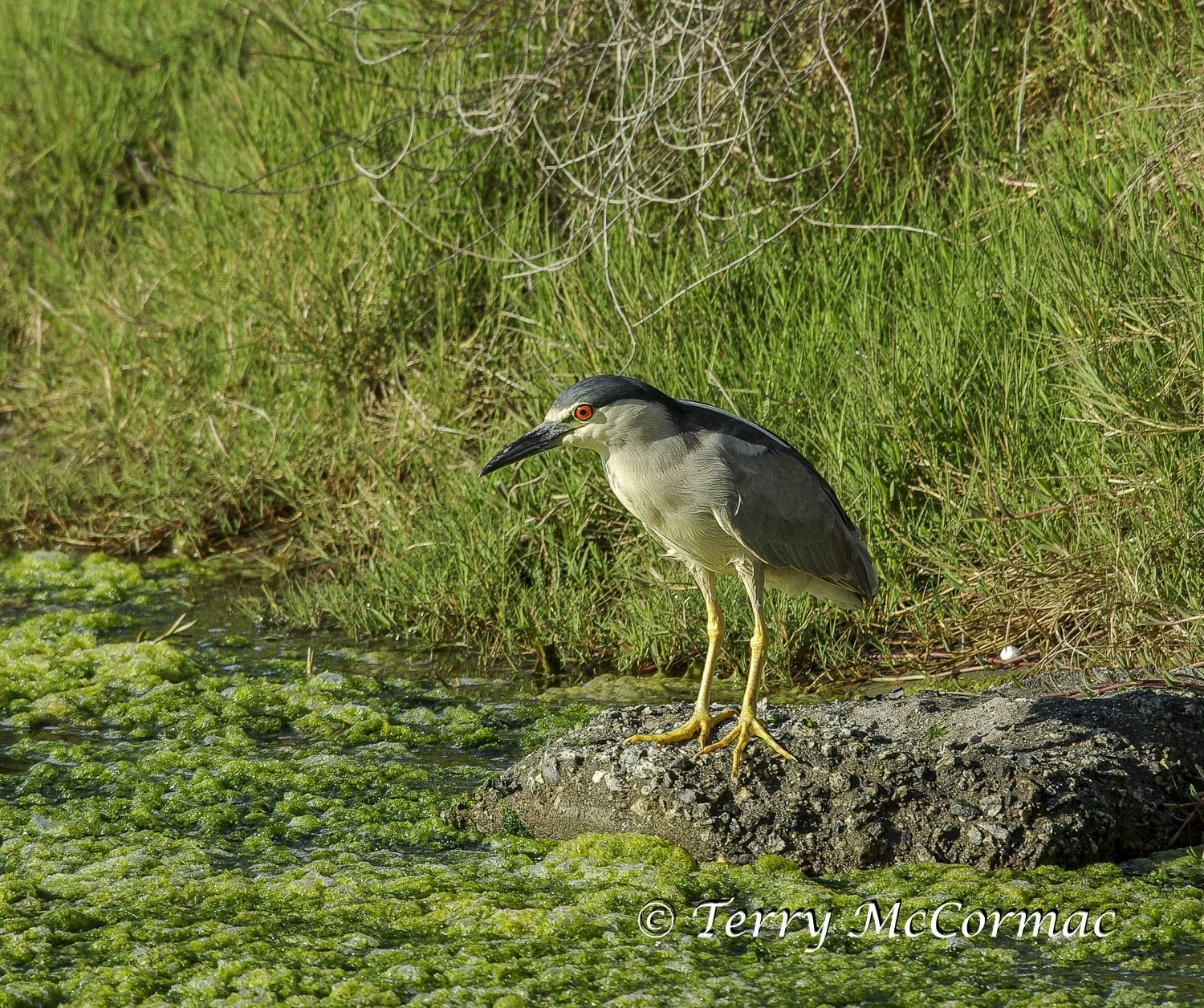 Black-Crowned Night Heron 