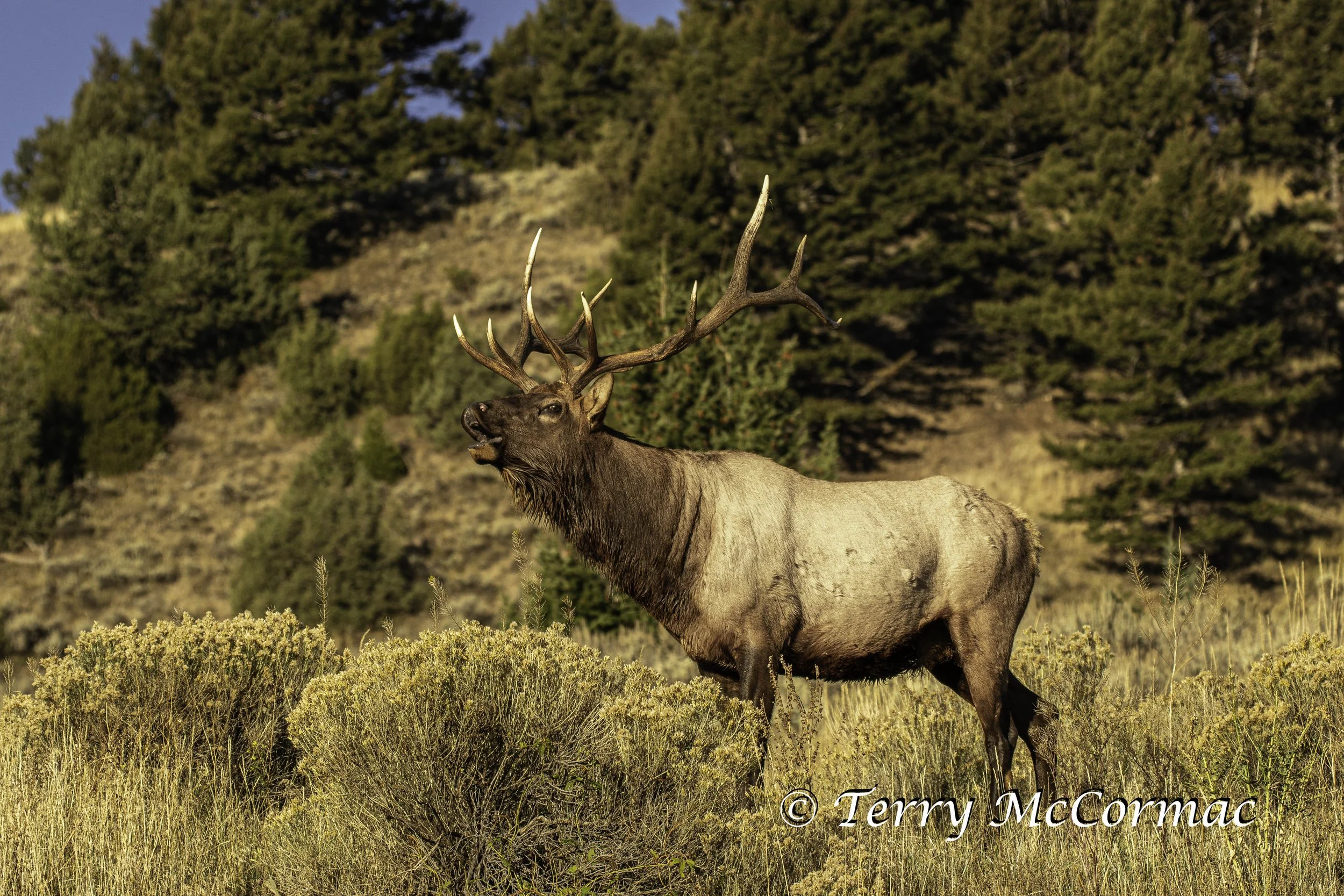 Bull Elk, Yellowstone National Park, WY
