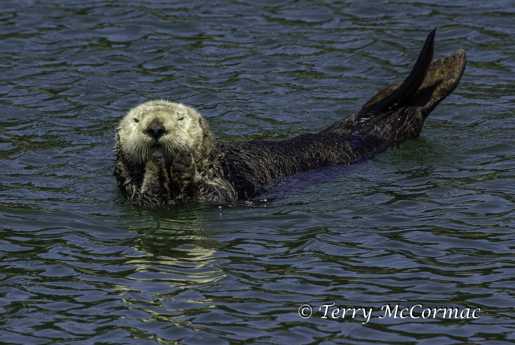 Sea Otter, Moss Landing, CA