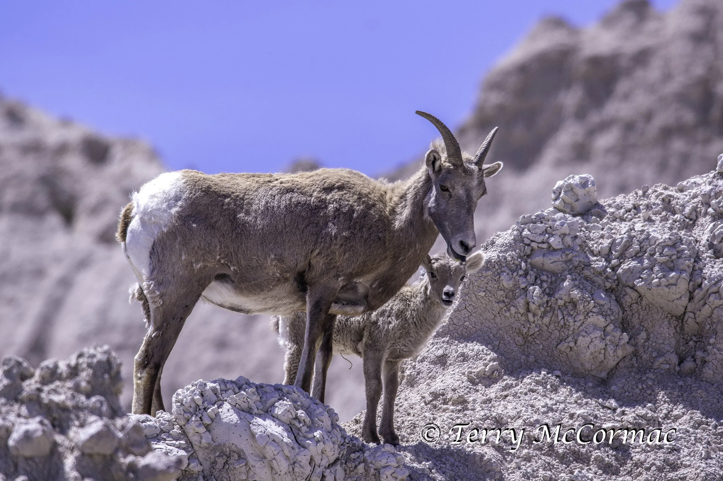 Female with Young Bighorn Sheep, Badlands National Park, SD