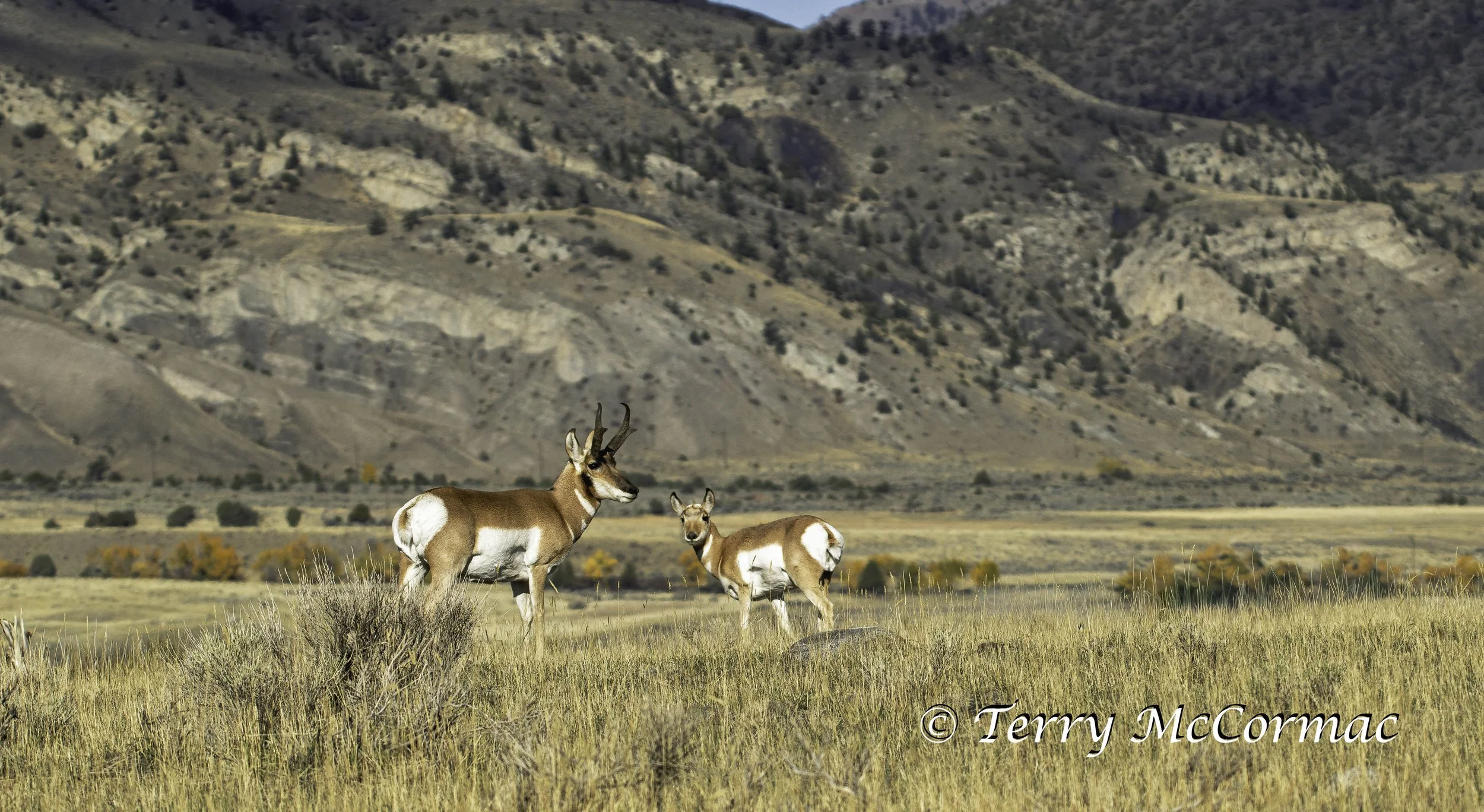 Pronghorn Antelope, Yellowstone National Park, WY