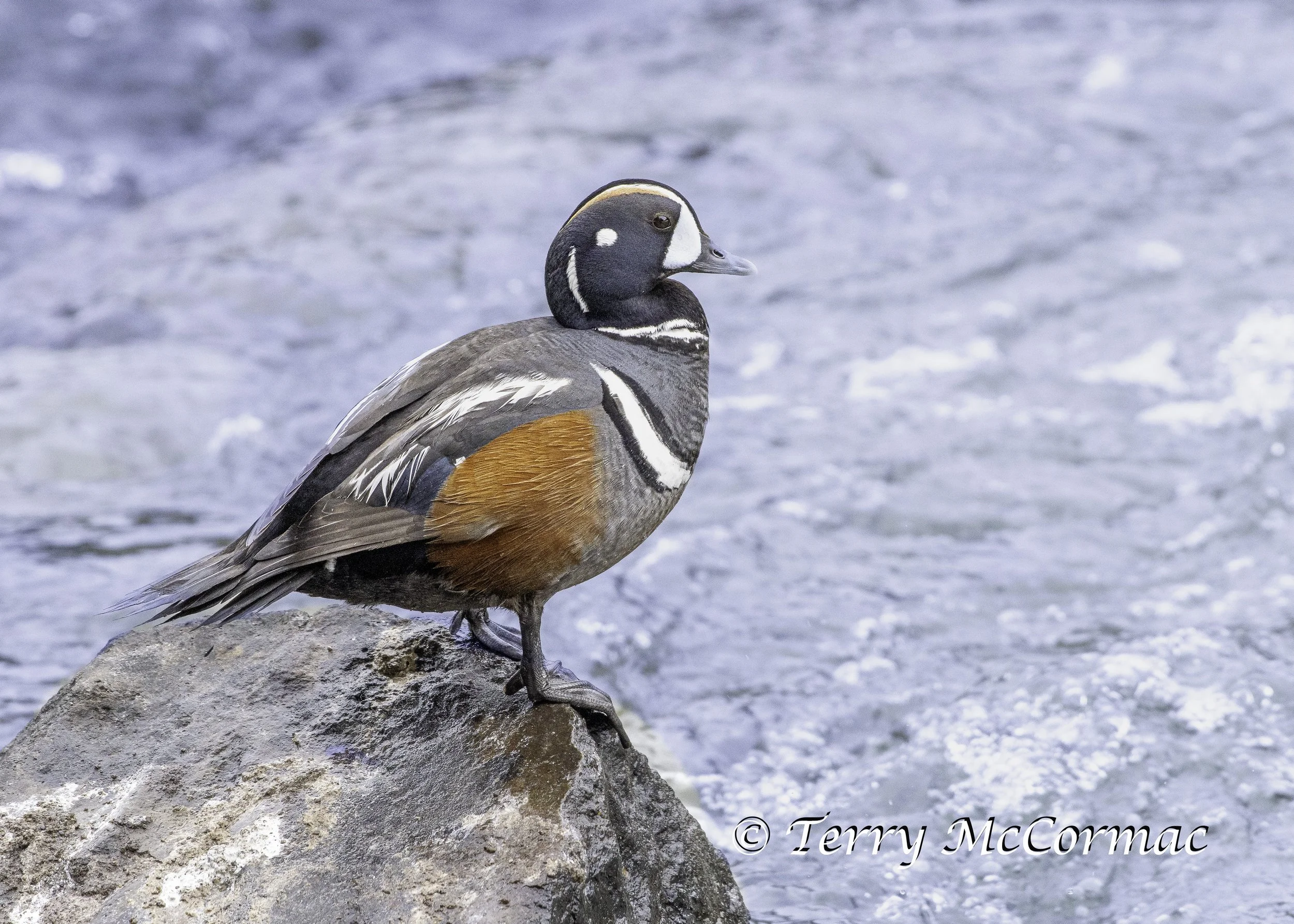  Harlequin Duck