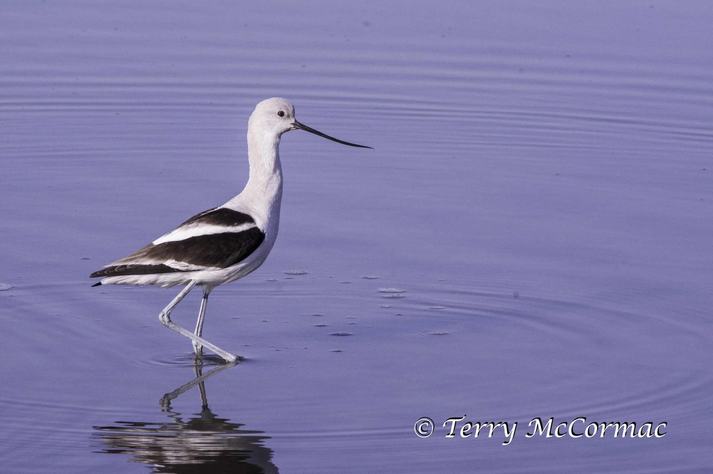 American Avocet