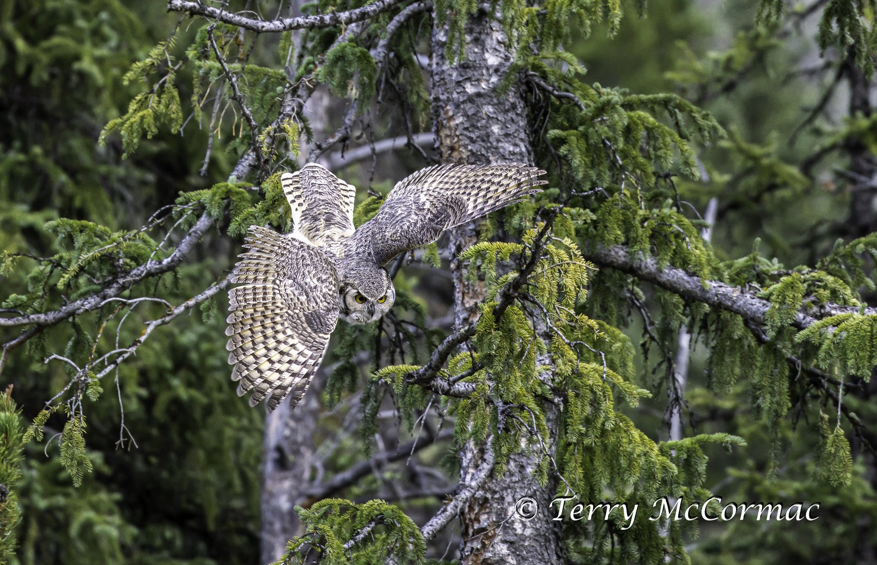 The Subarctic subspecies of Great Horned Owl, Yellowstone NP