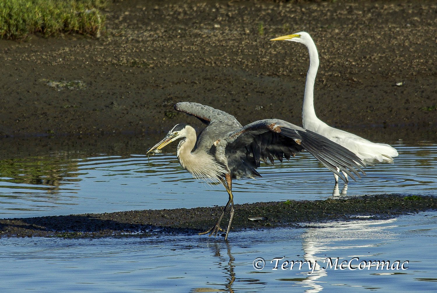 Great Blue Heron, Moss Landing CA