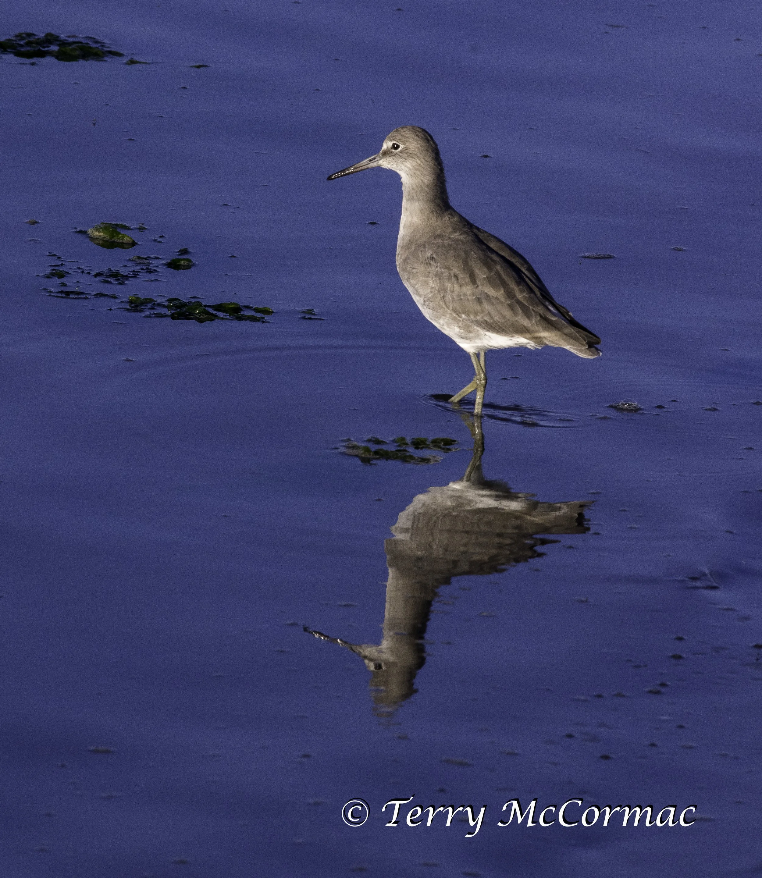 Willet