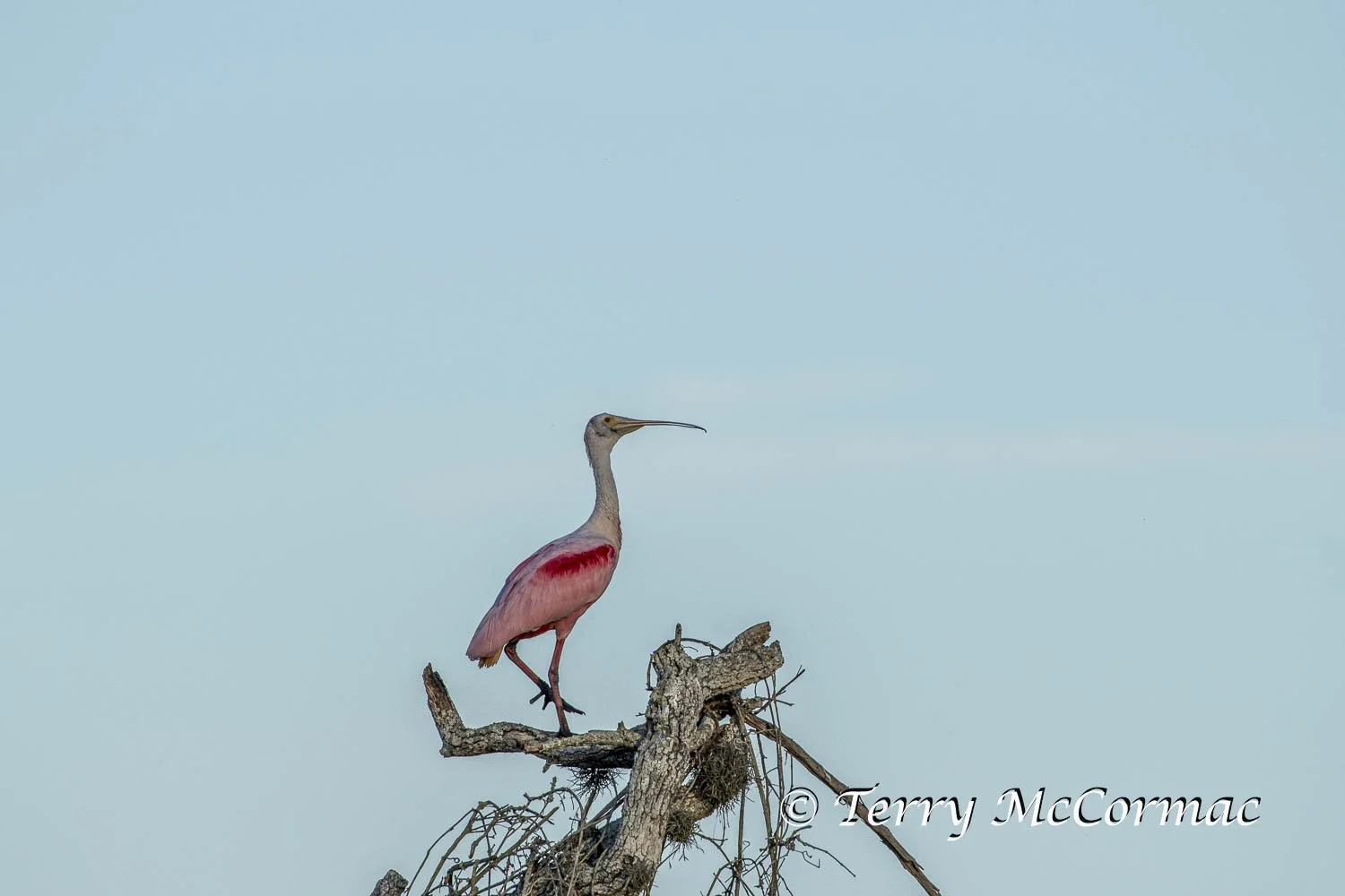 Roseate Spoonbill  Aransas National Wildlife Refuge, Texas