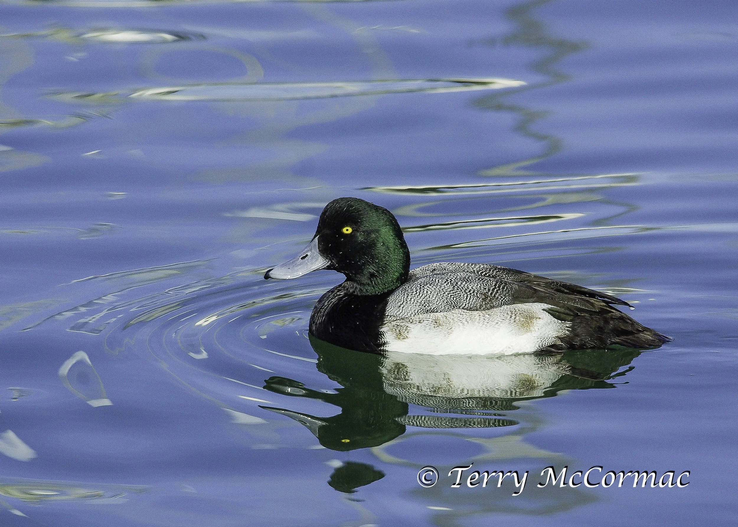  Lesser Scaup