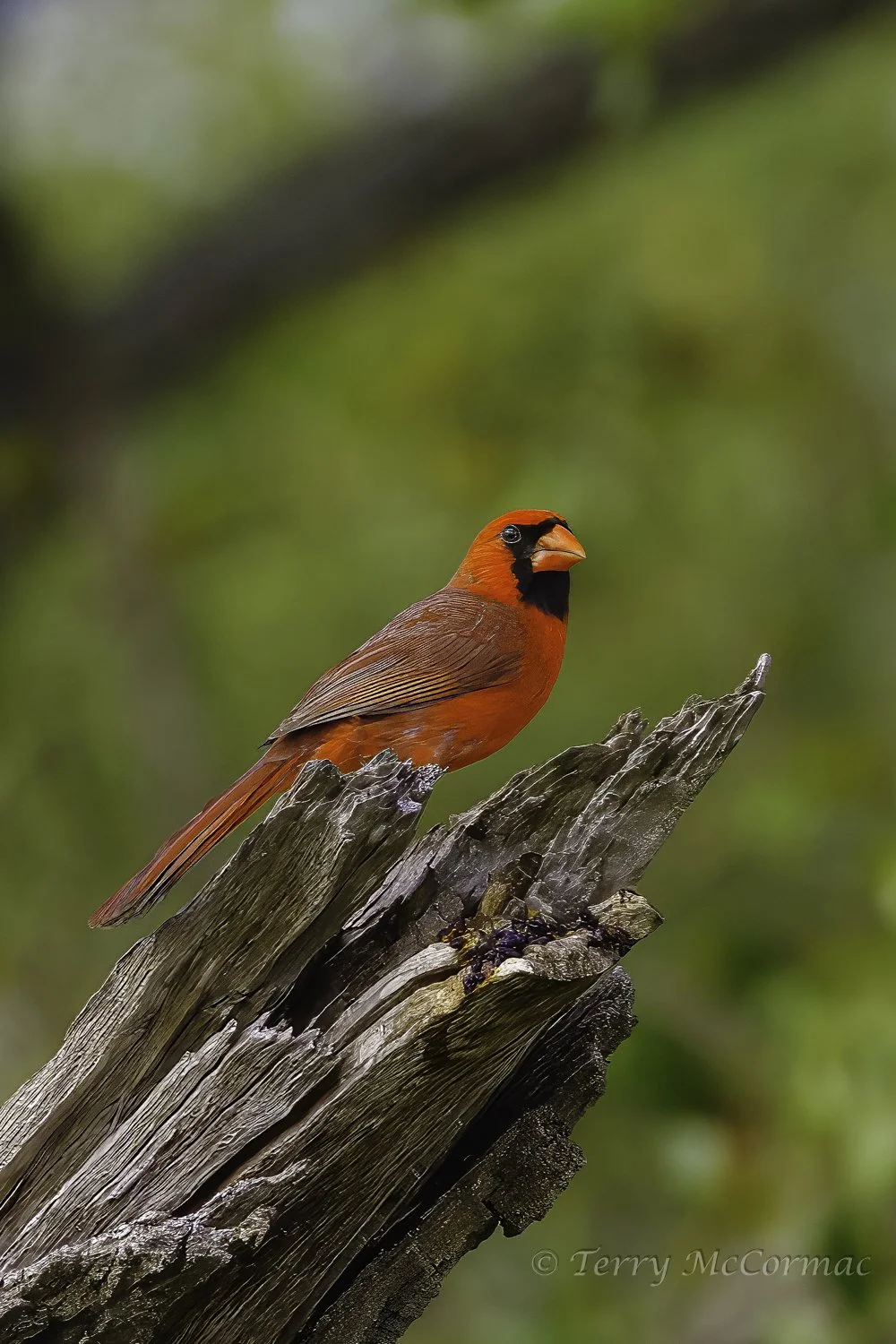 Northern Cardinal,  Goose Island, Texas